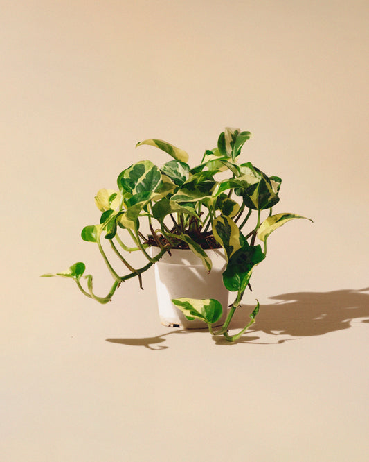 Pothos N'Joy