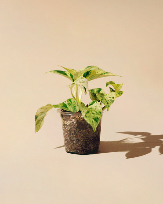 Pothos Marble Queen Baby
