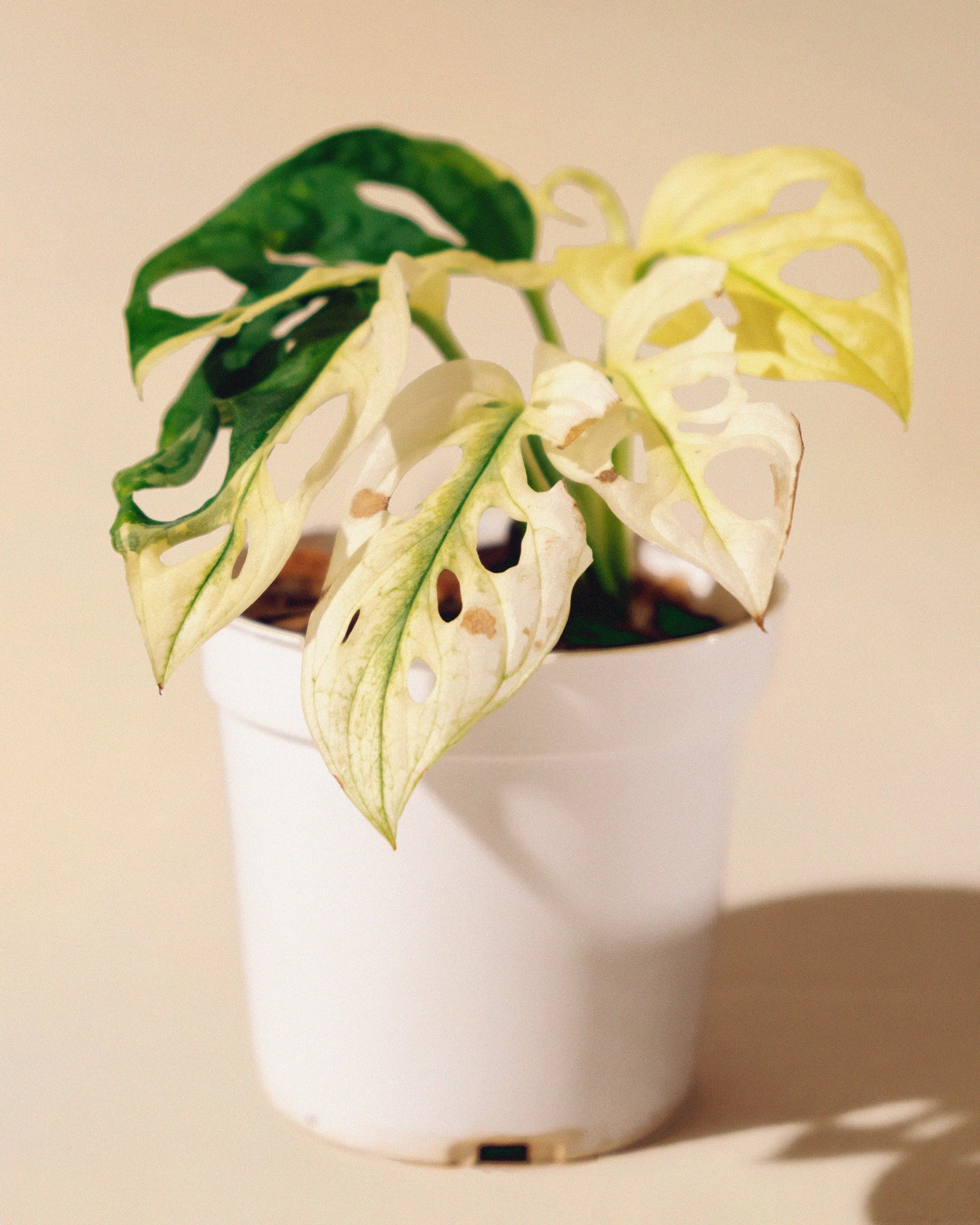 monstera albo adansonii Monstera Adansonii Albo Variegata