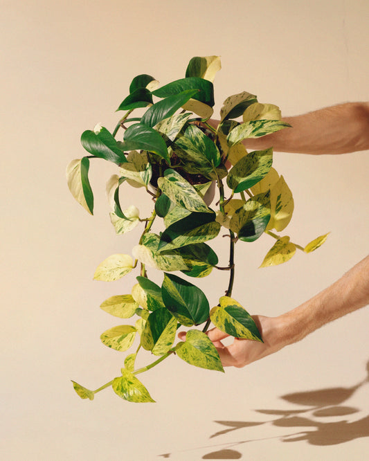 Pothos Marble Queen