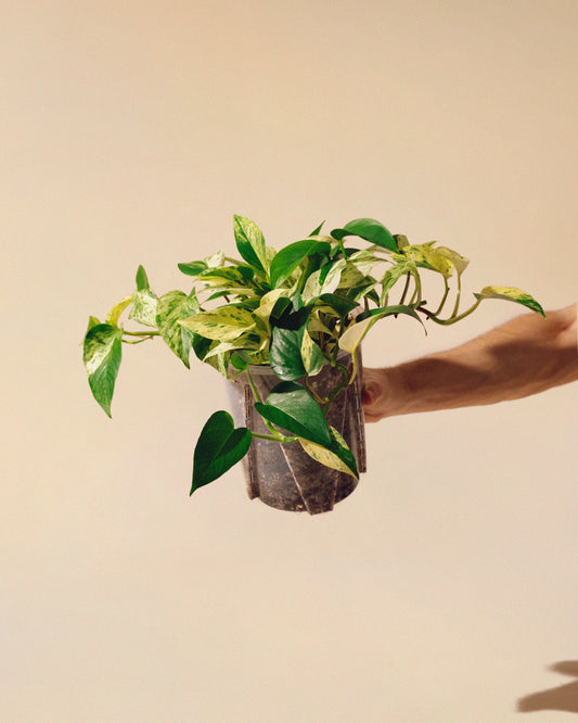Pothos Marble Queen XL