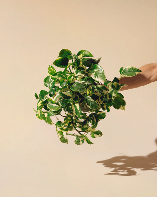 Pothos N'Joy Grande