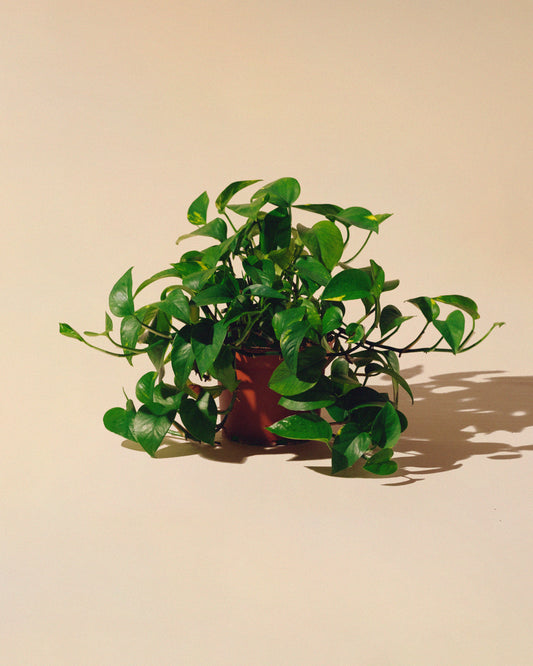 Pothos Golden Grande
