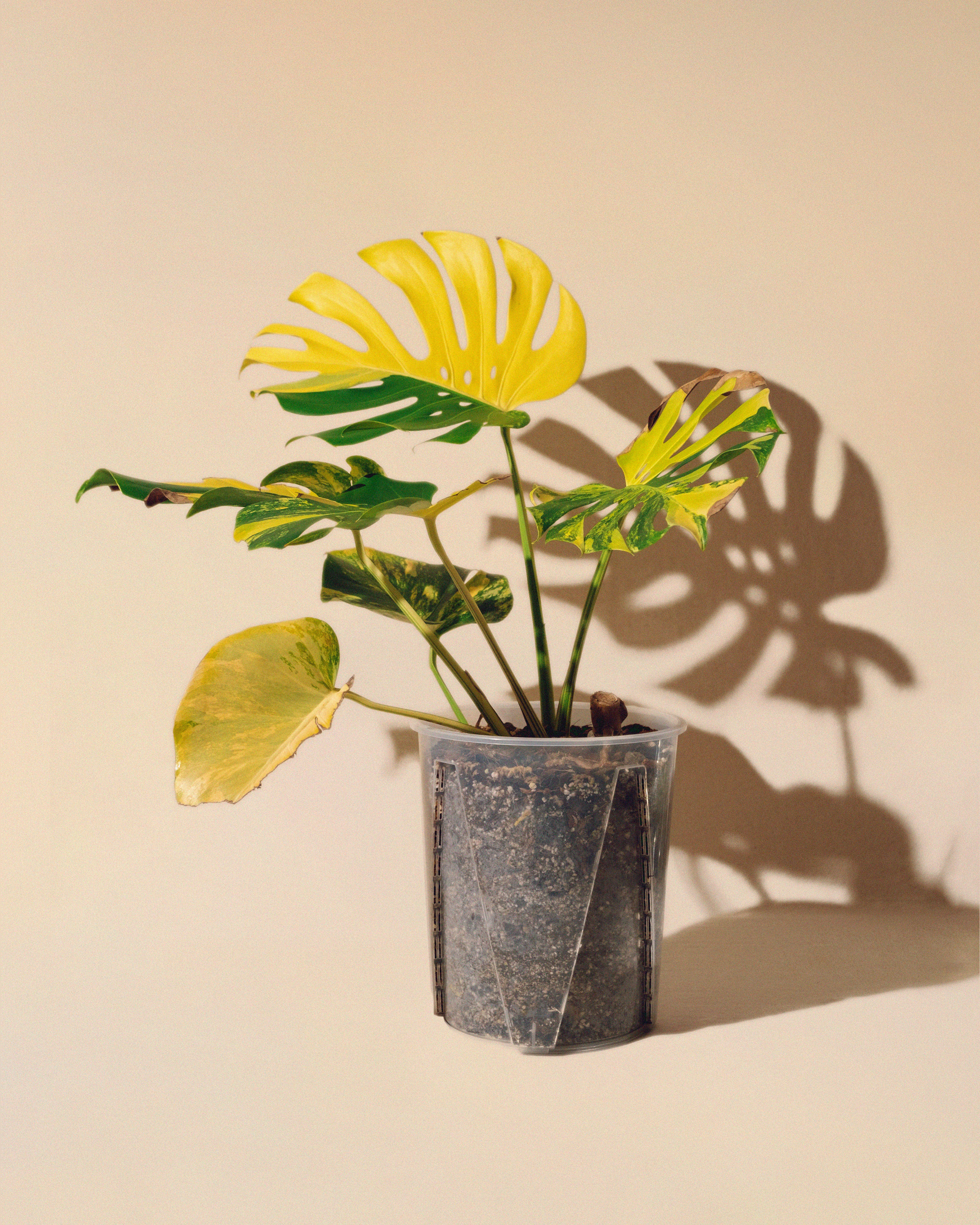 Monstera Yellow Marilyn XL - AUREUM Botanicals – AUREUM BOTANICALS