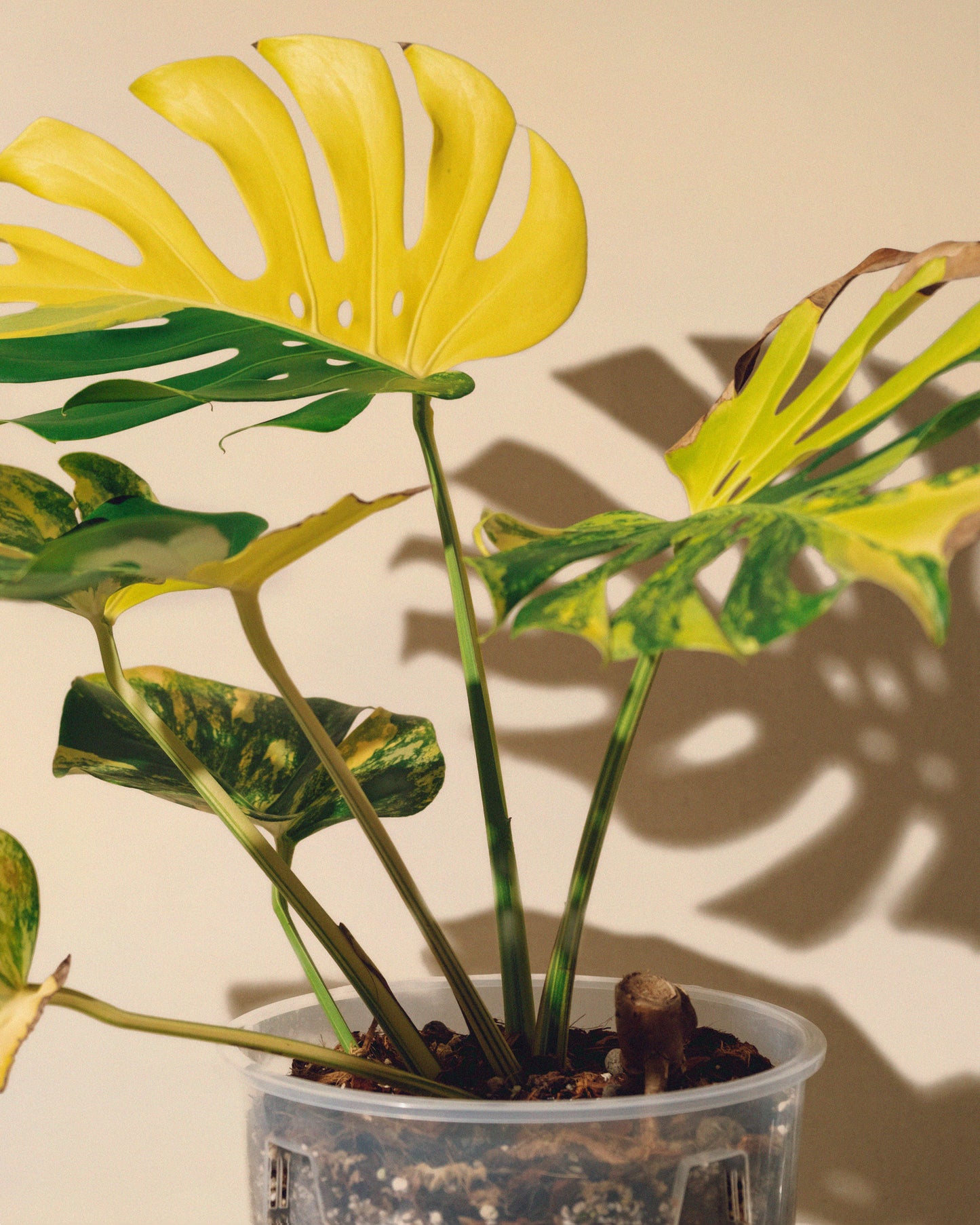 MONSTERA YELLOW MARILYN XL