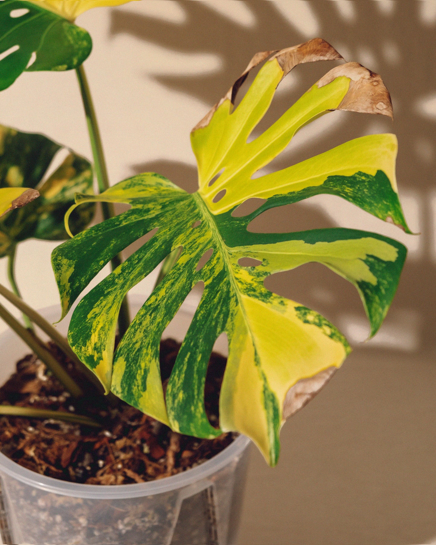 MONSTERA YELLOW MARILYN XL
