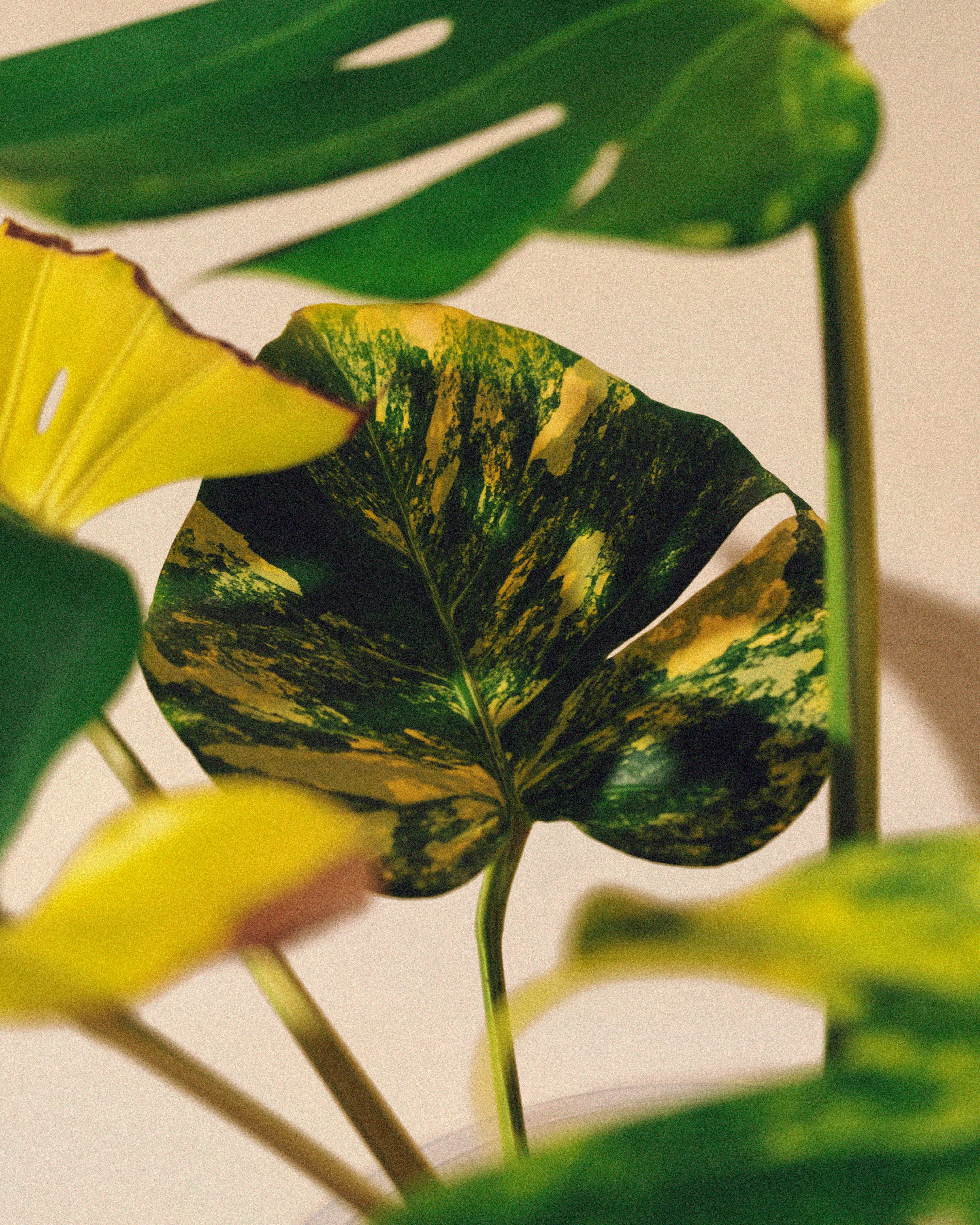 モンステラ・ポトス Yellow Monster (Mature plant) Variegated Yellow Marilyn Monstera Plant, 4