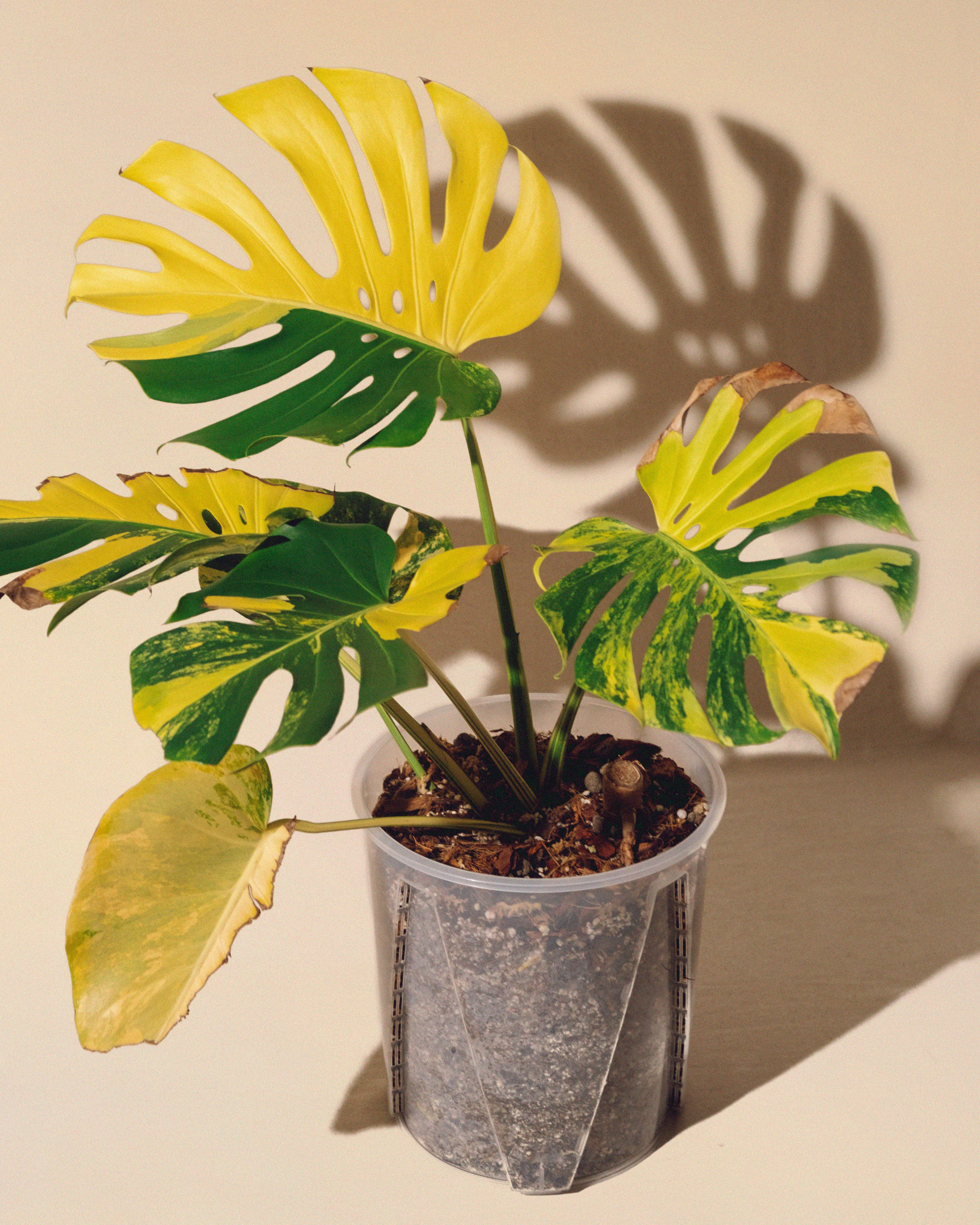 Monstera Yellow Marilyn XL - AUREUM Botanicals – AUREUM BOTANICALS