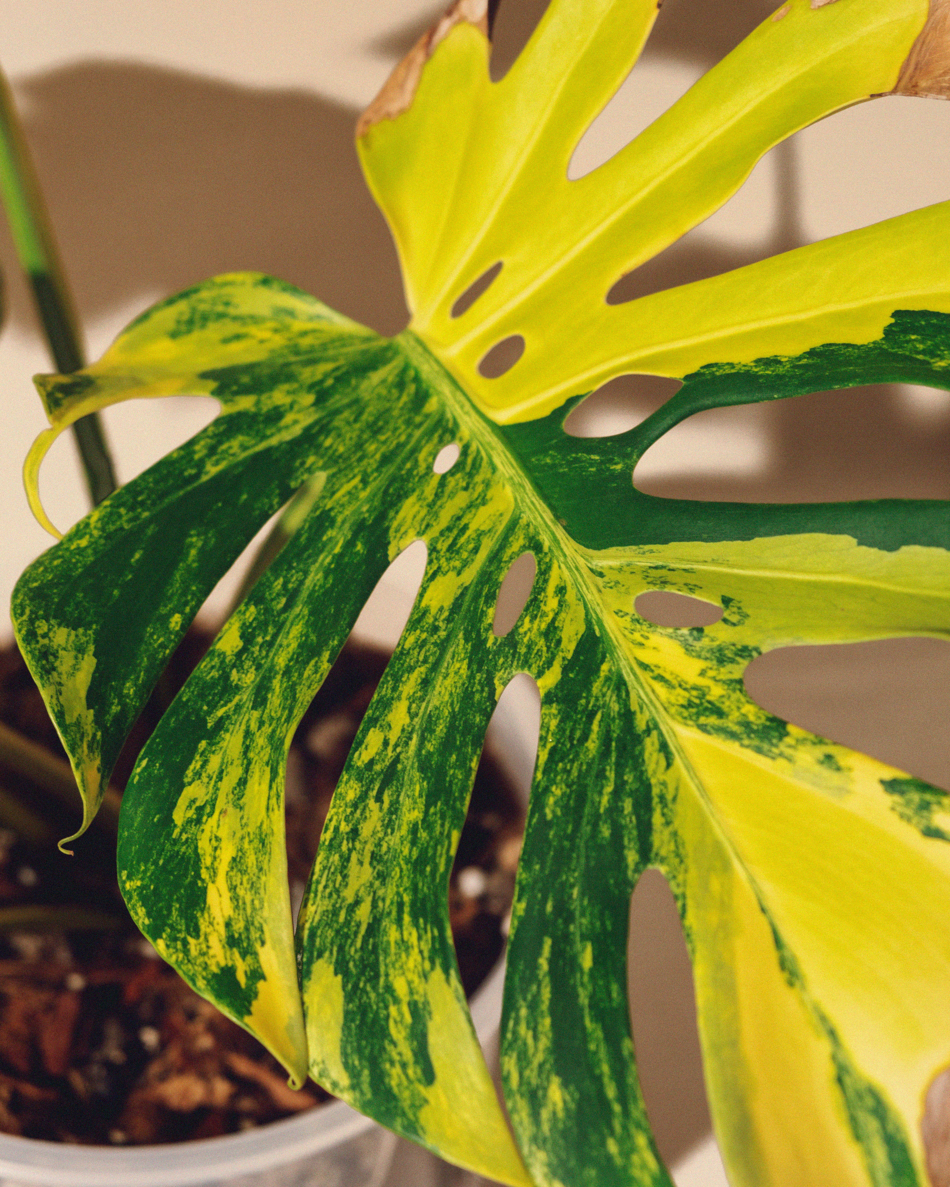 Monstera Yellow Marilyn XL - AUREUM Botanicals – AUREUM BOTANICALS