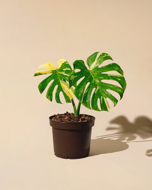 MONSTERA THAI CONSTELLATION M