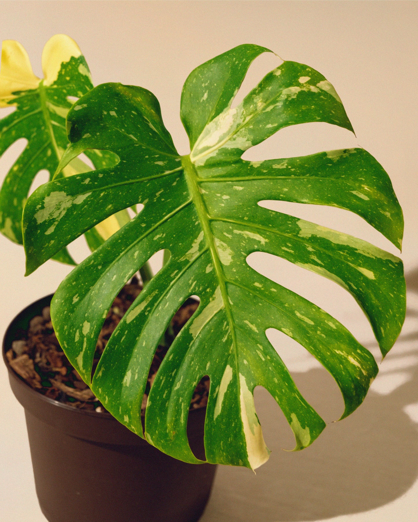 MONSTERA THAI CONSTELLATION M