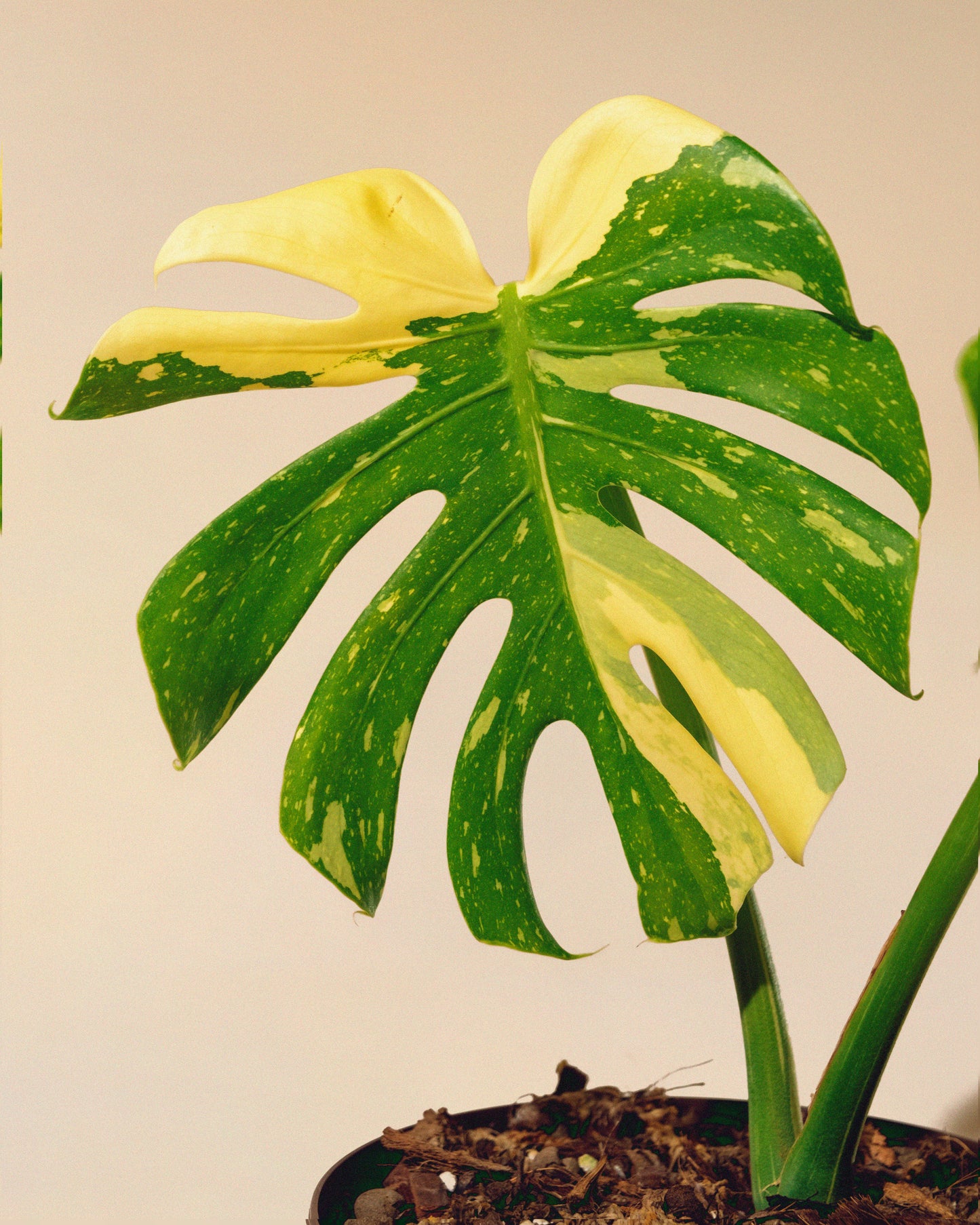 MONSTERA THAI CONSTELLATION M