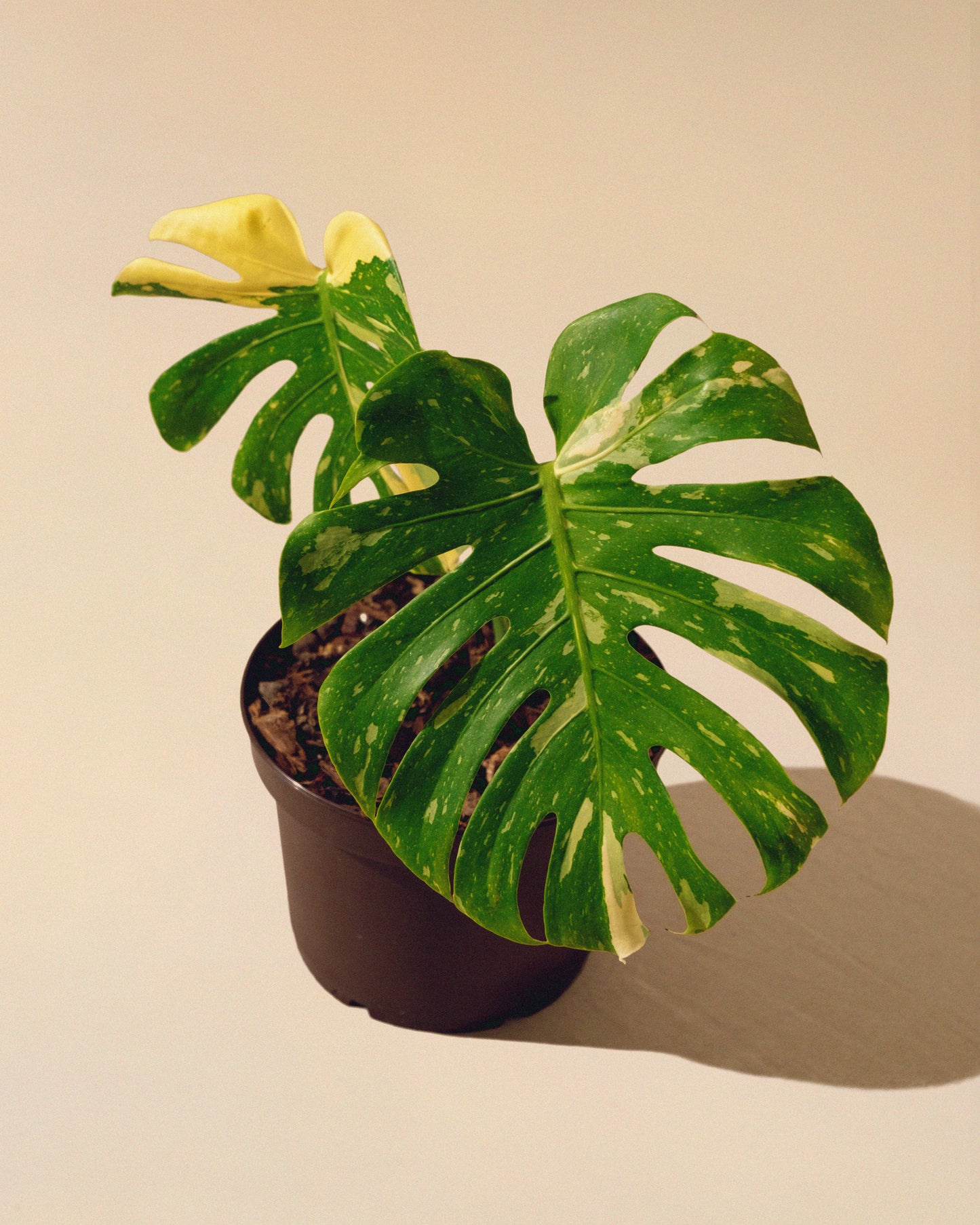 MONSTERA THAI CONSTELLATION M