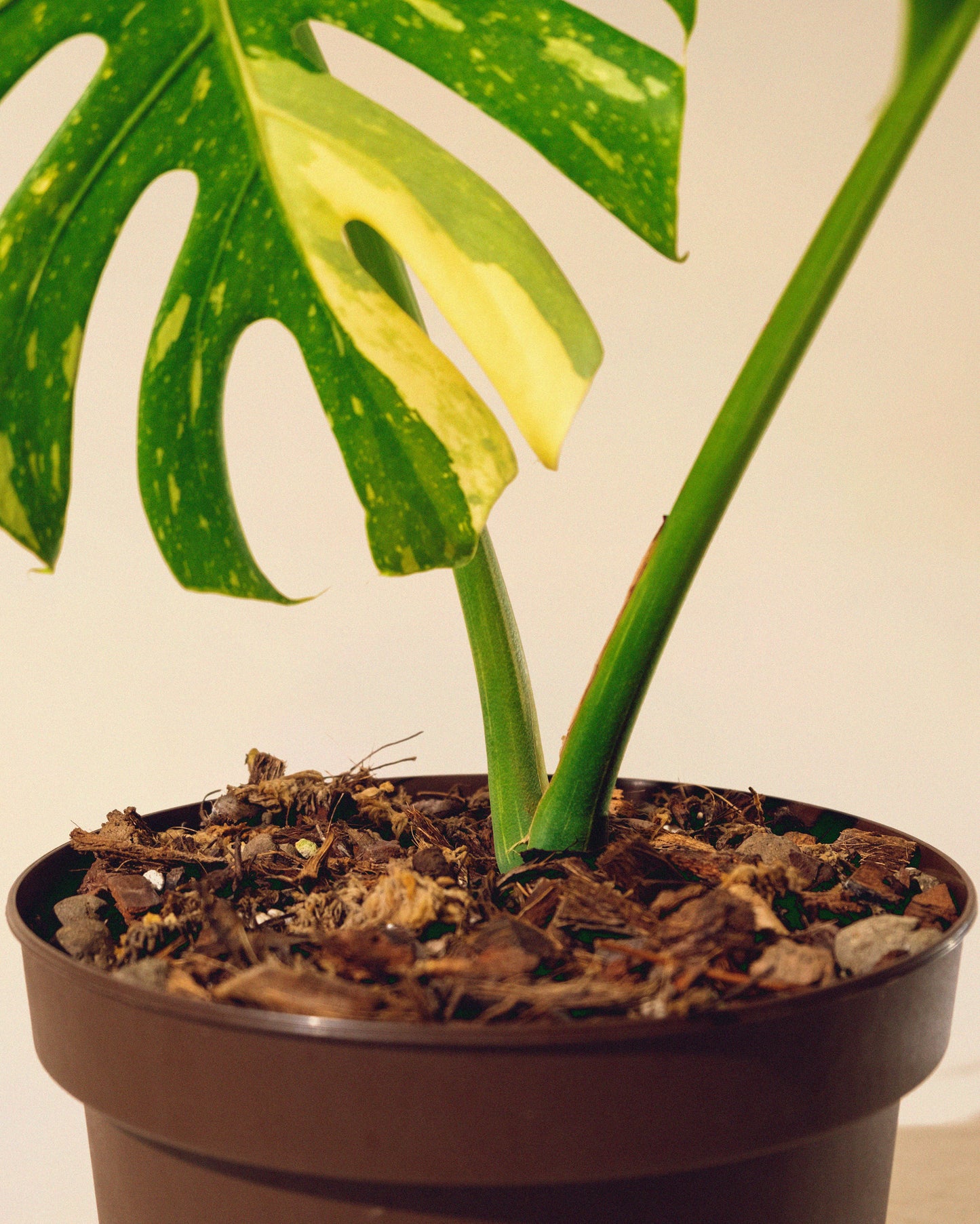 MONSTERA THAI CONSTELLATION M