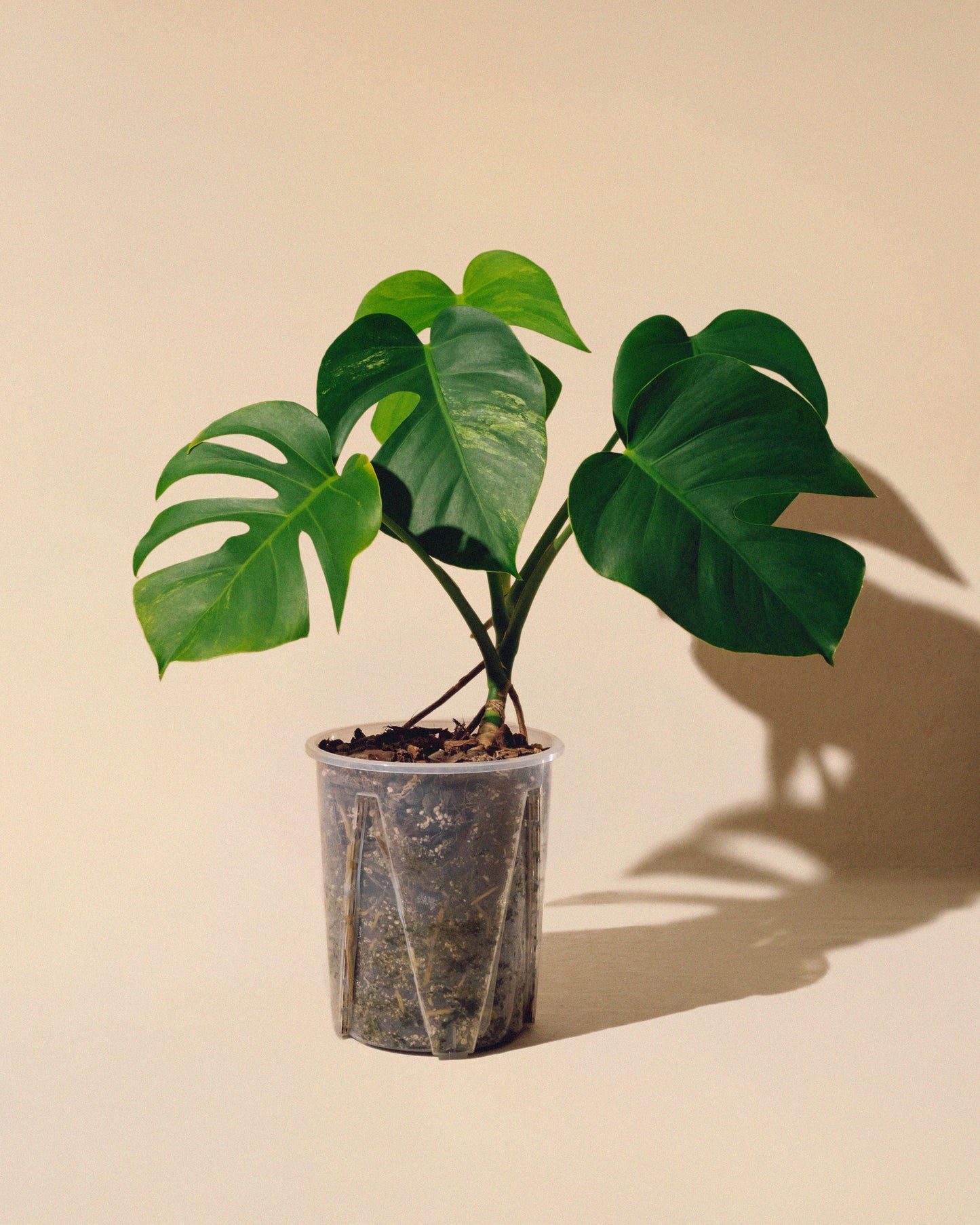 MONSTERA JUNGLE MINT SMALL FORM