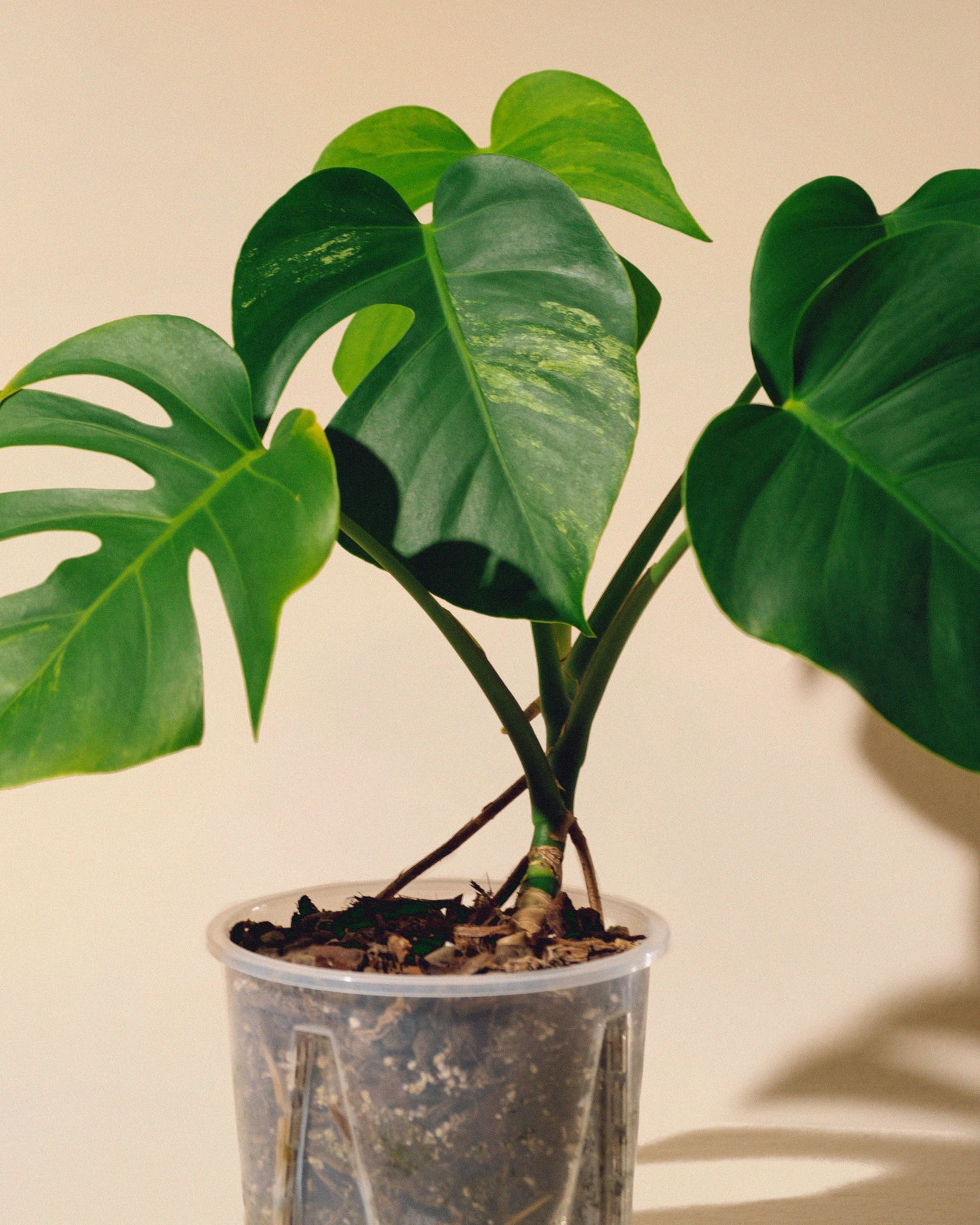 MONSTERA JUNGLE MINT SMALL FORM