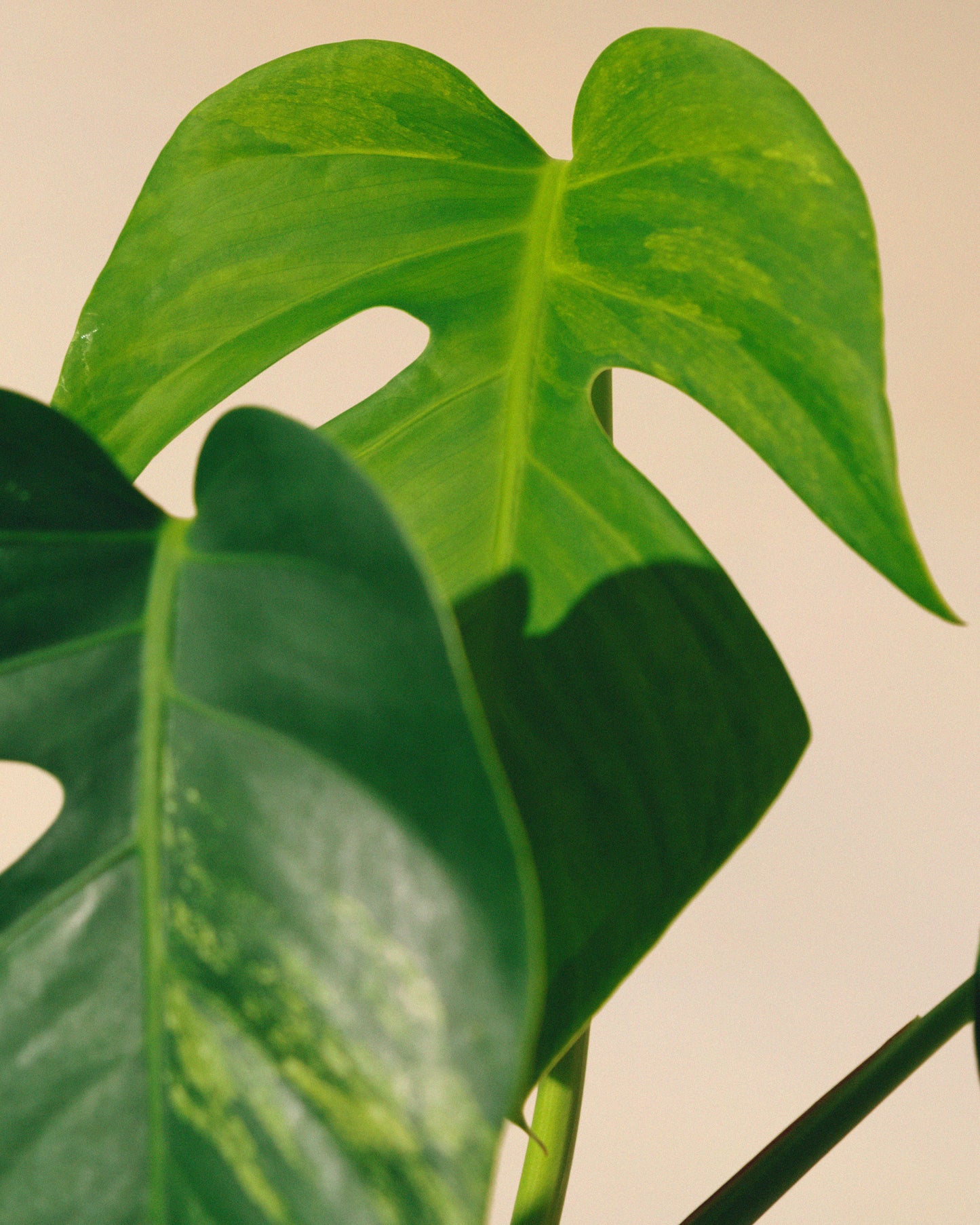 MONSTERA JUNGLE MINT SMALL FORM