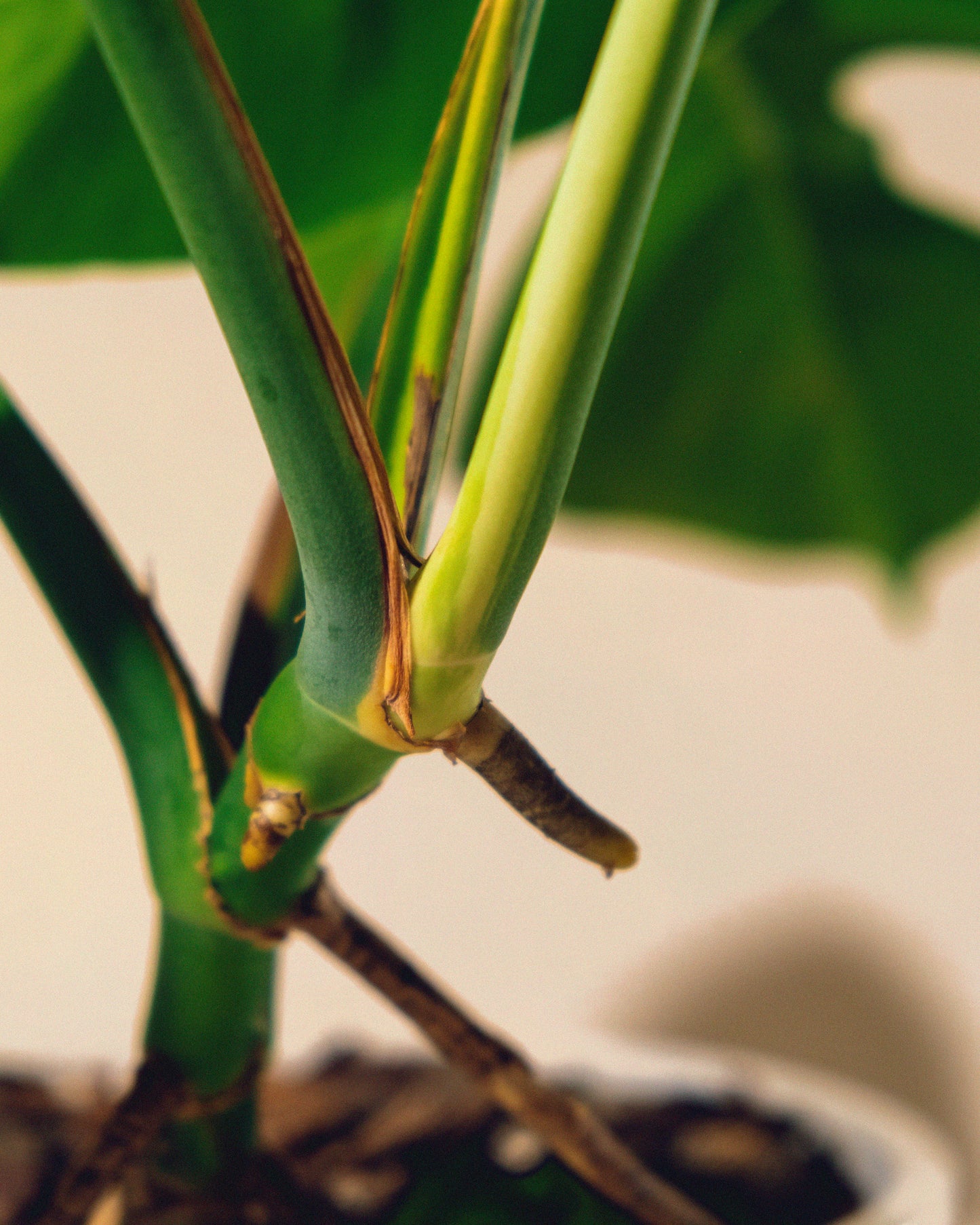 MONSTERA JUNGLE MINT SMALL FORM