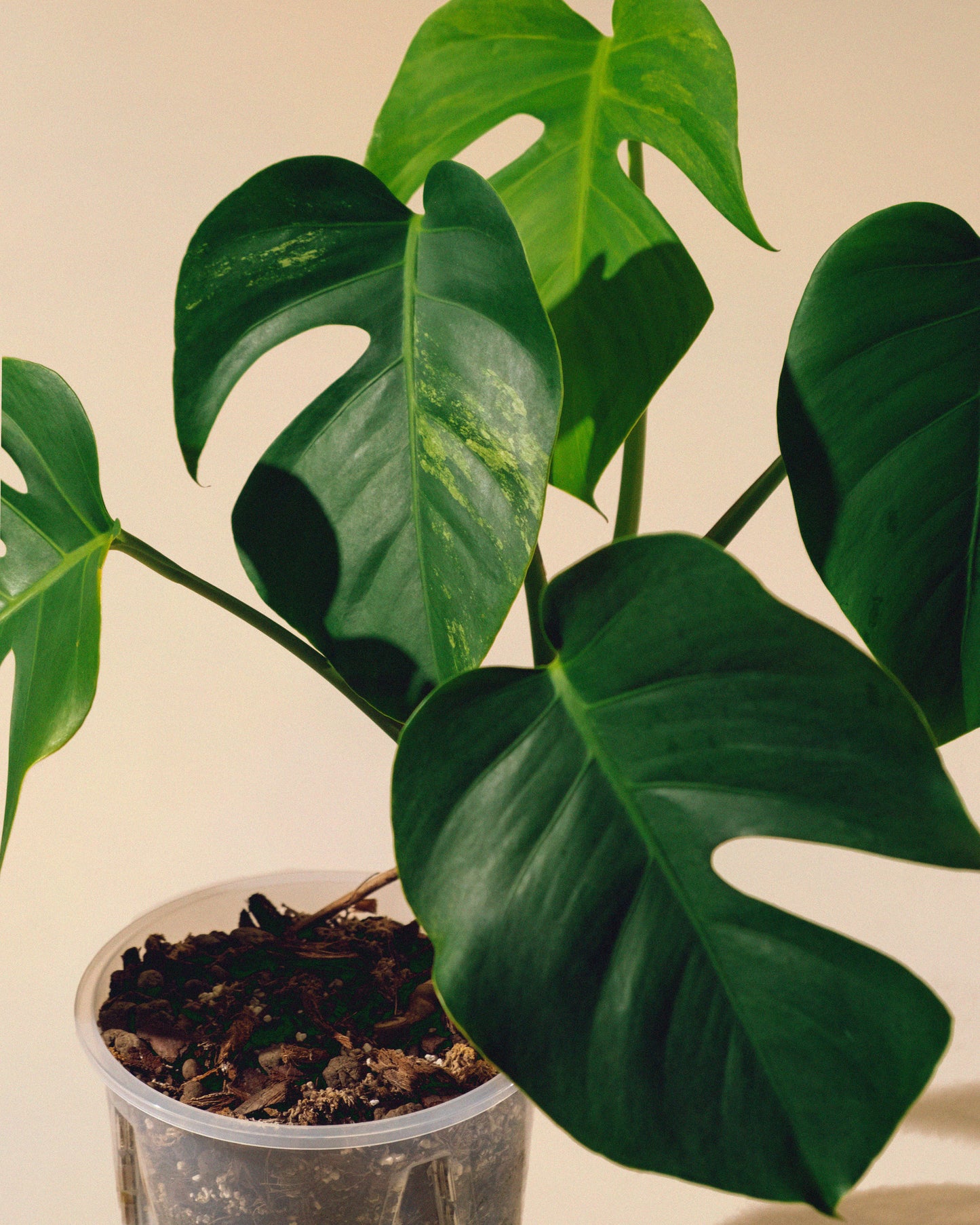 MONSTERA JUNGLE MINT SMALL FORM