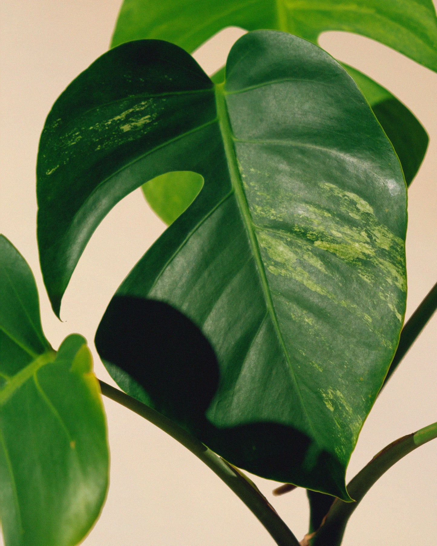 MONSTERA JUNGLE MINT SMALL FORM