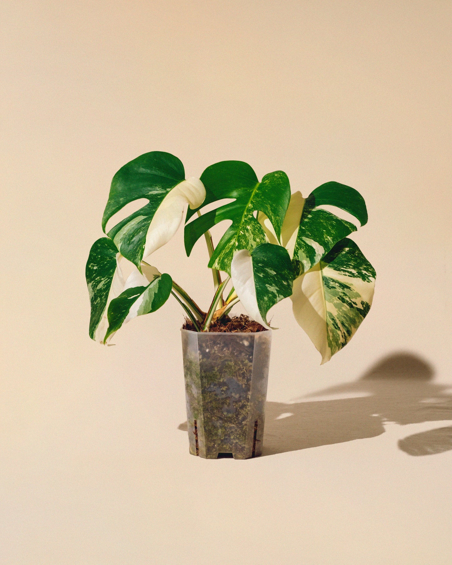 MONSTERA ALBO VARIEGATA