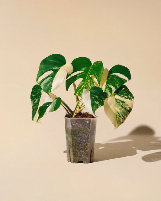 MONSTERA ALBO VARIEGATA