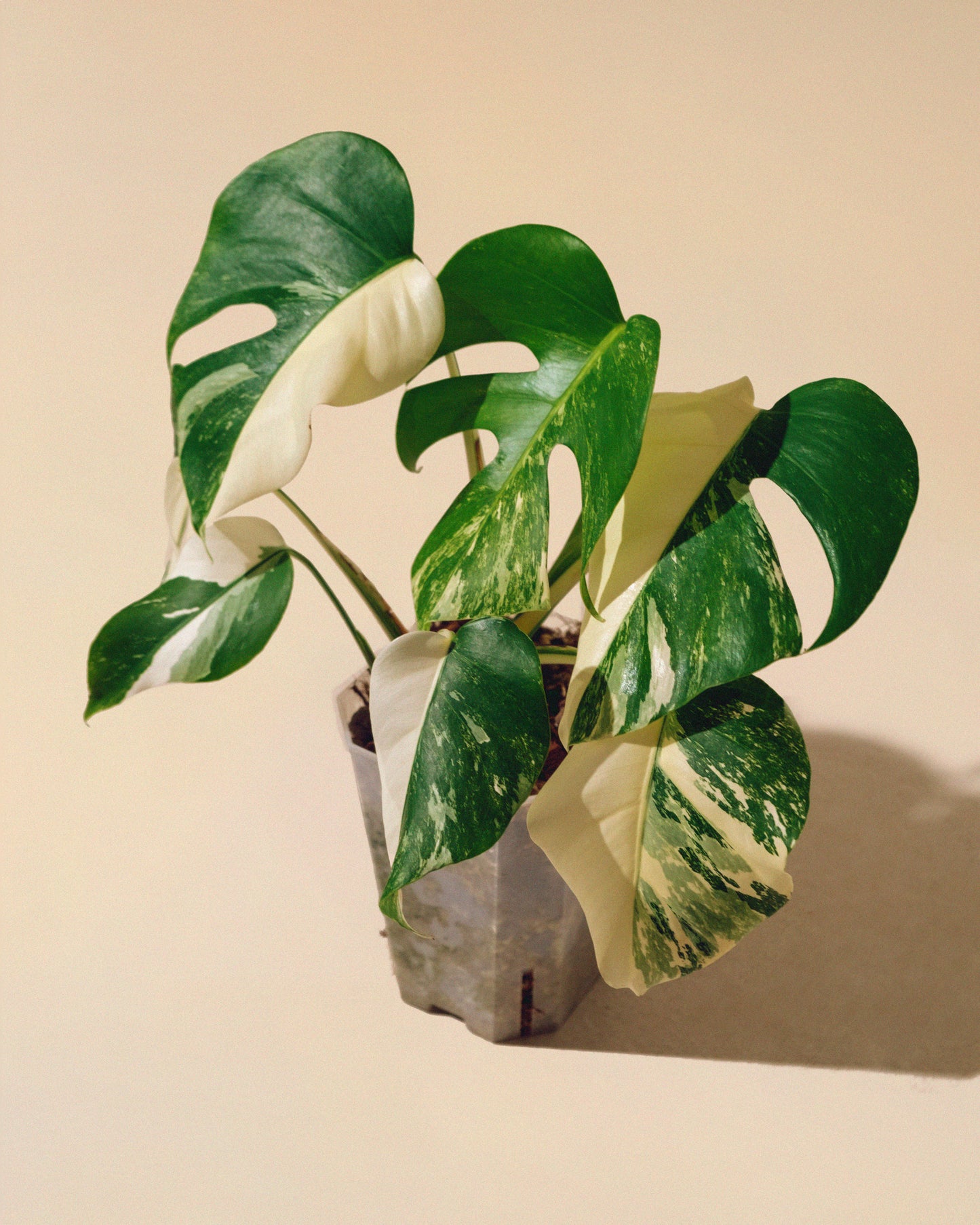 MONSTERA ALBO VARIEGATA