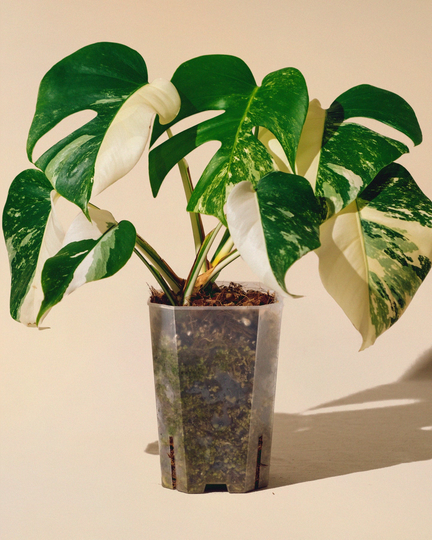 MONSTERA ALBO VARIEGATA