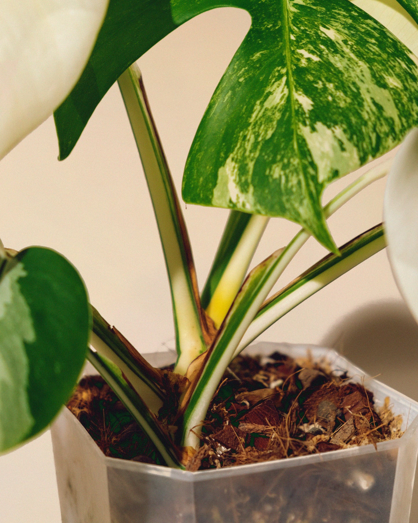 MONSTERA ALBO VARIEGATA