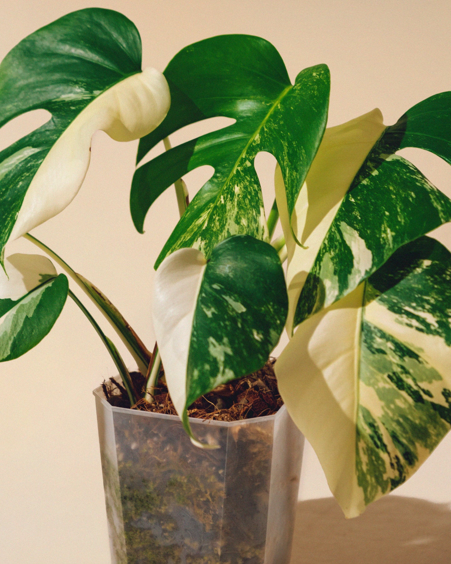 MONSTERA ALBO VARIEGATA