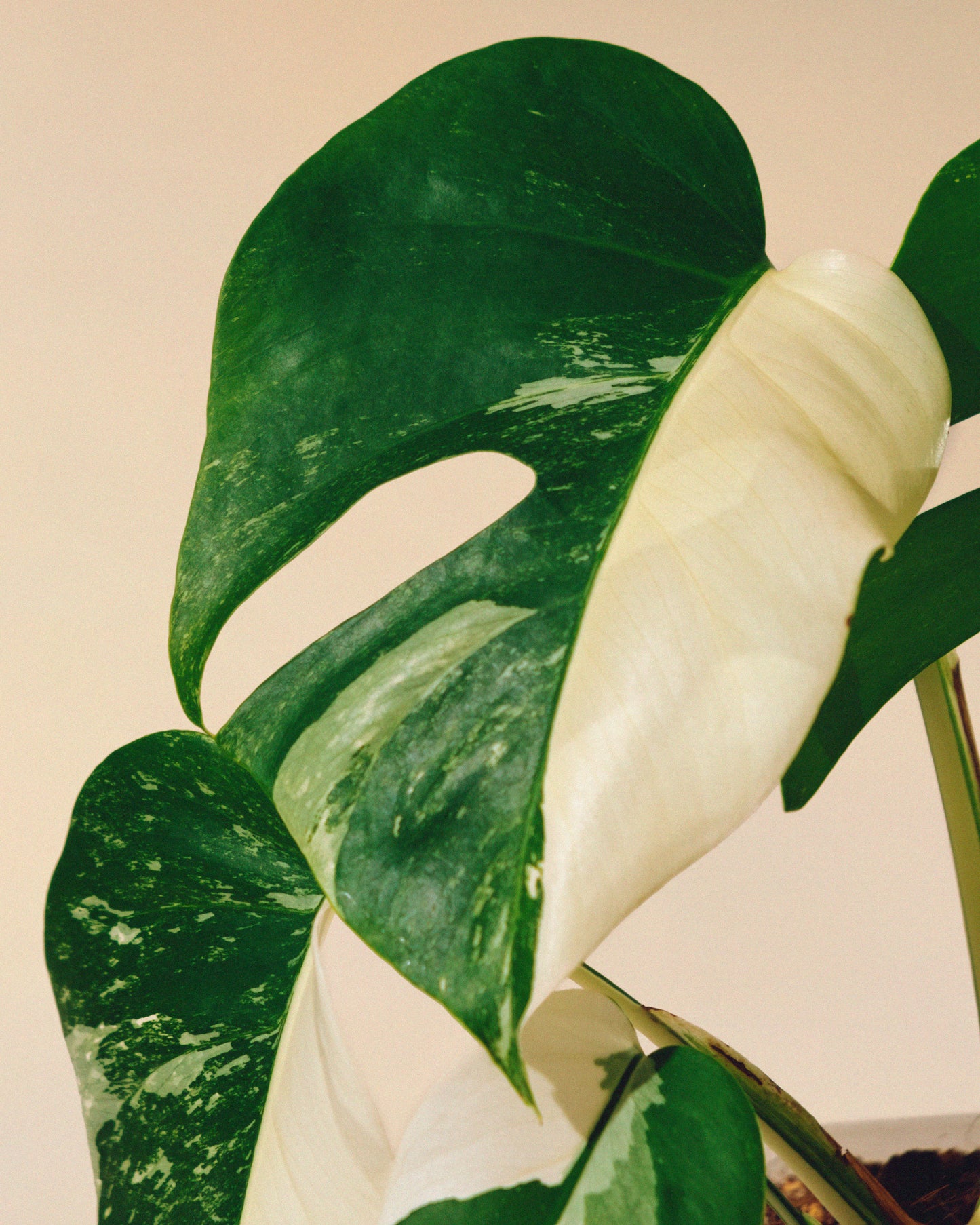 MONSTERA ALBO VARIEGATA