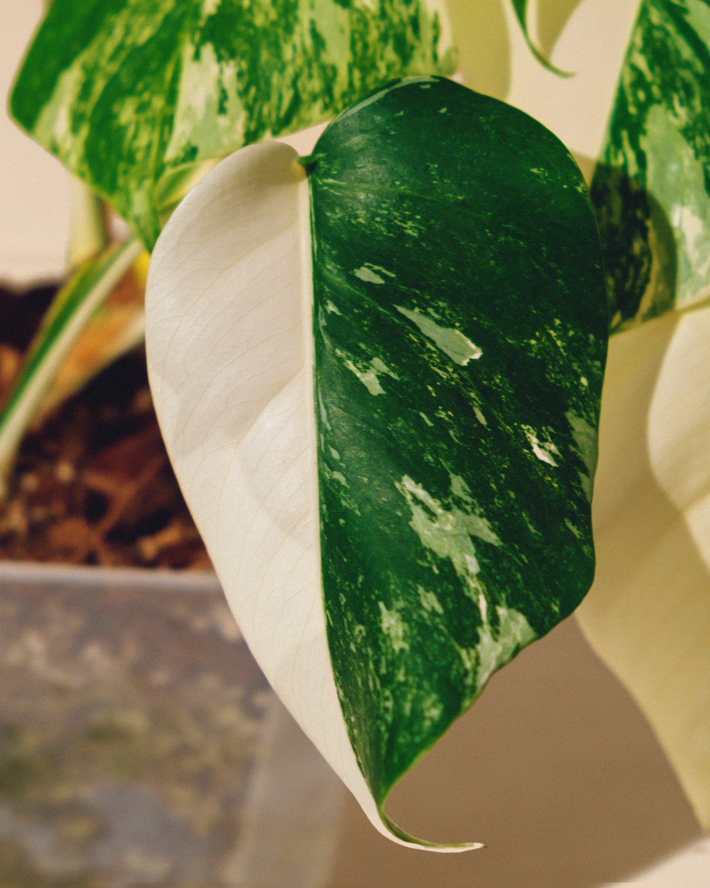 MONSTERA ALBO VARIEGATA