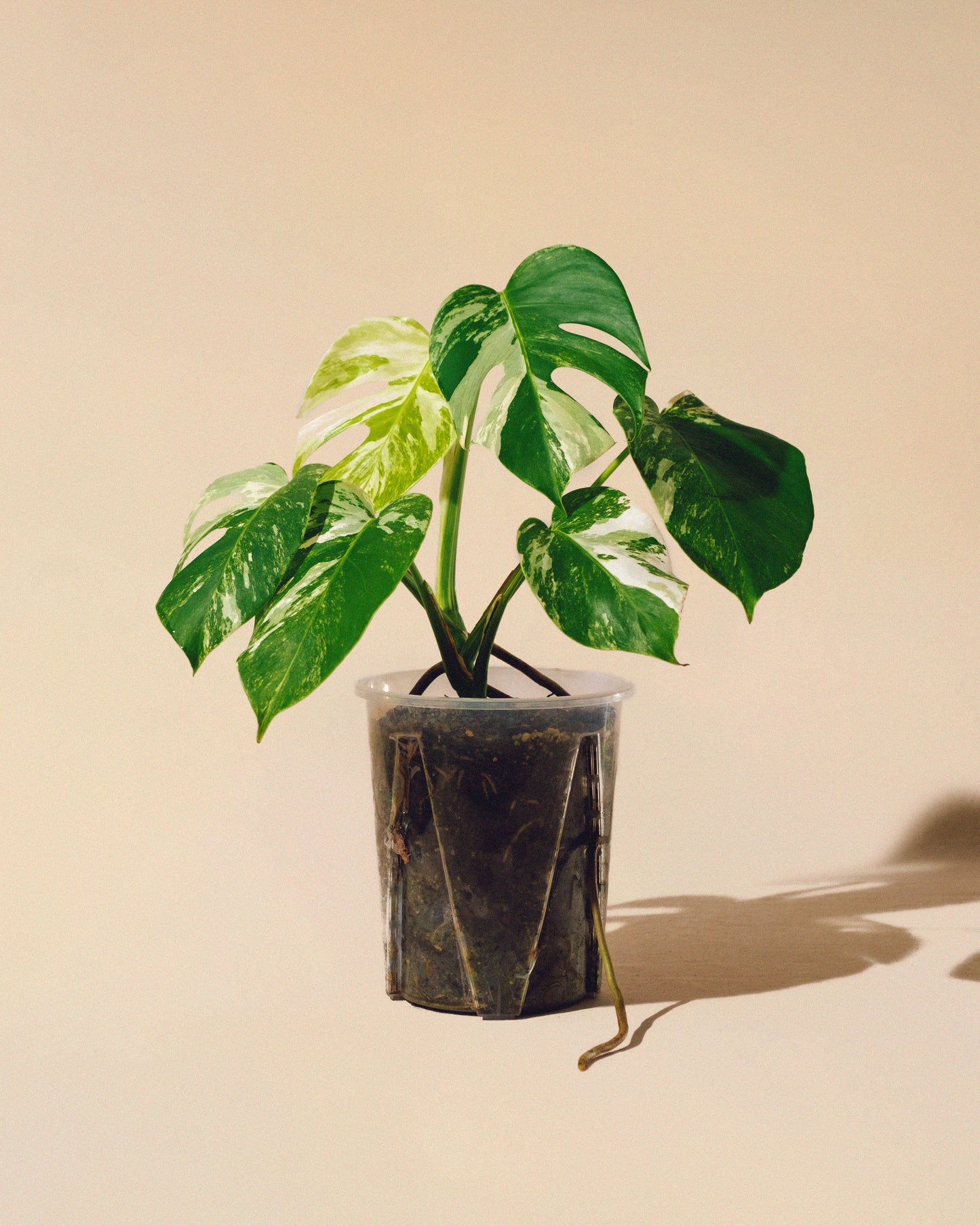 MONSTERA ALBO VARIEGATA