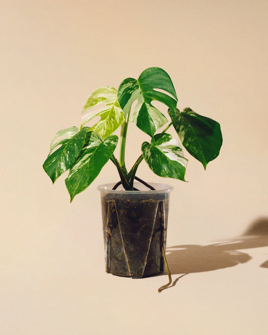 MONSTERA ALBO VARIEGATA