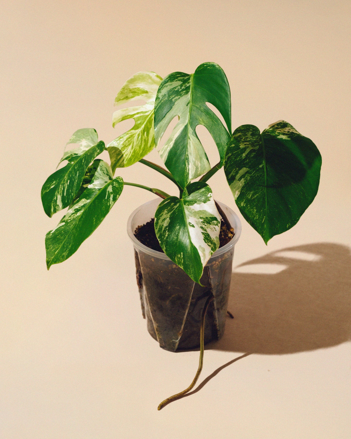 MONSTERA ALBO VARIEGATA