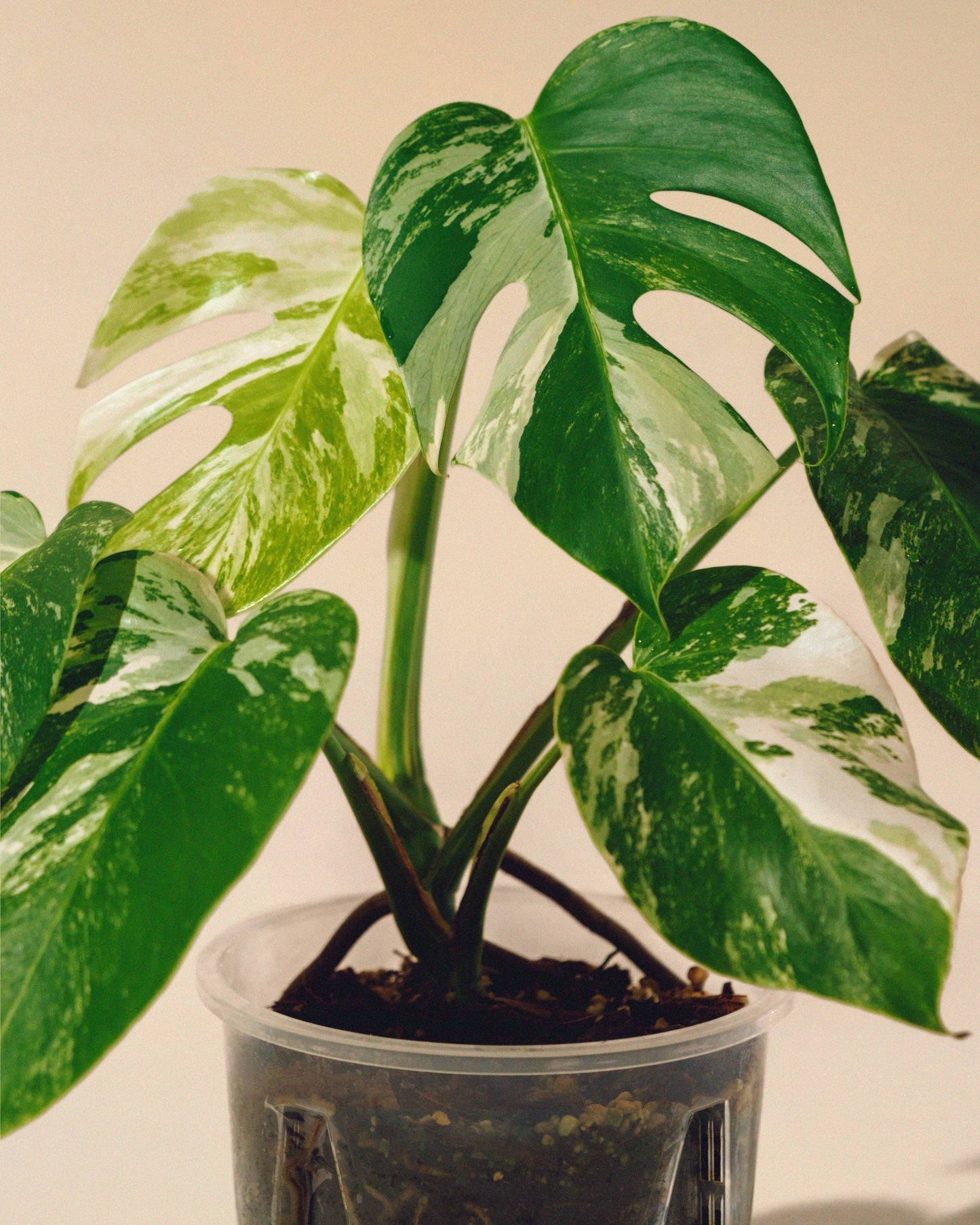 MONSTERA ALBO VARIEGATA