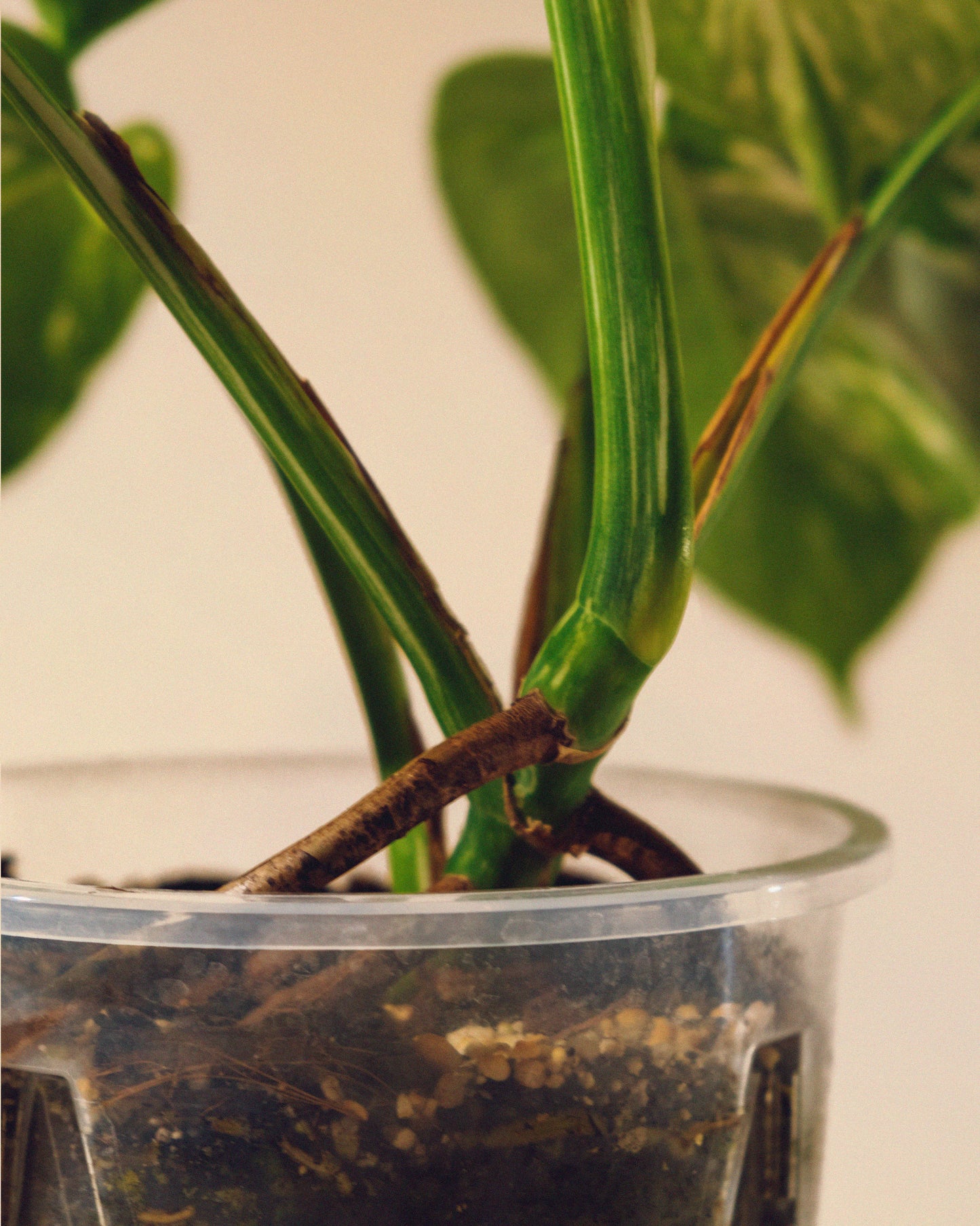 MONSTERA ALBO VARIEGATA