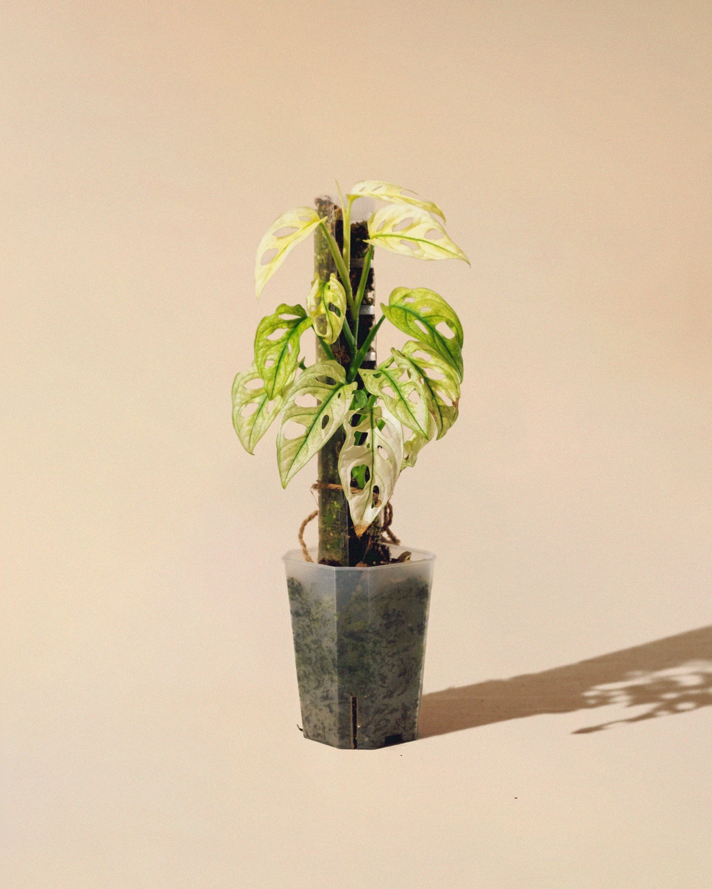 MONSTERA ADANSONII FULL MOON TUTOR