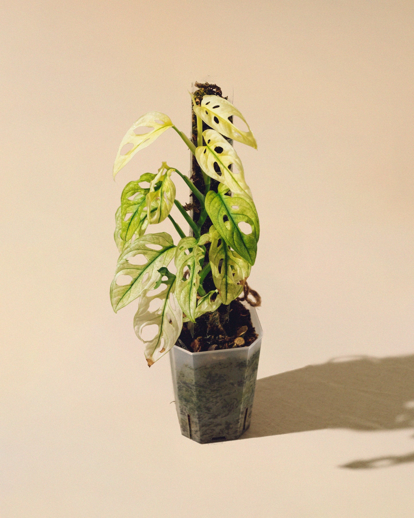 MONSTERA ADANSONII FULL MOON TUTOR