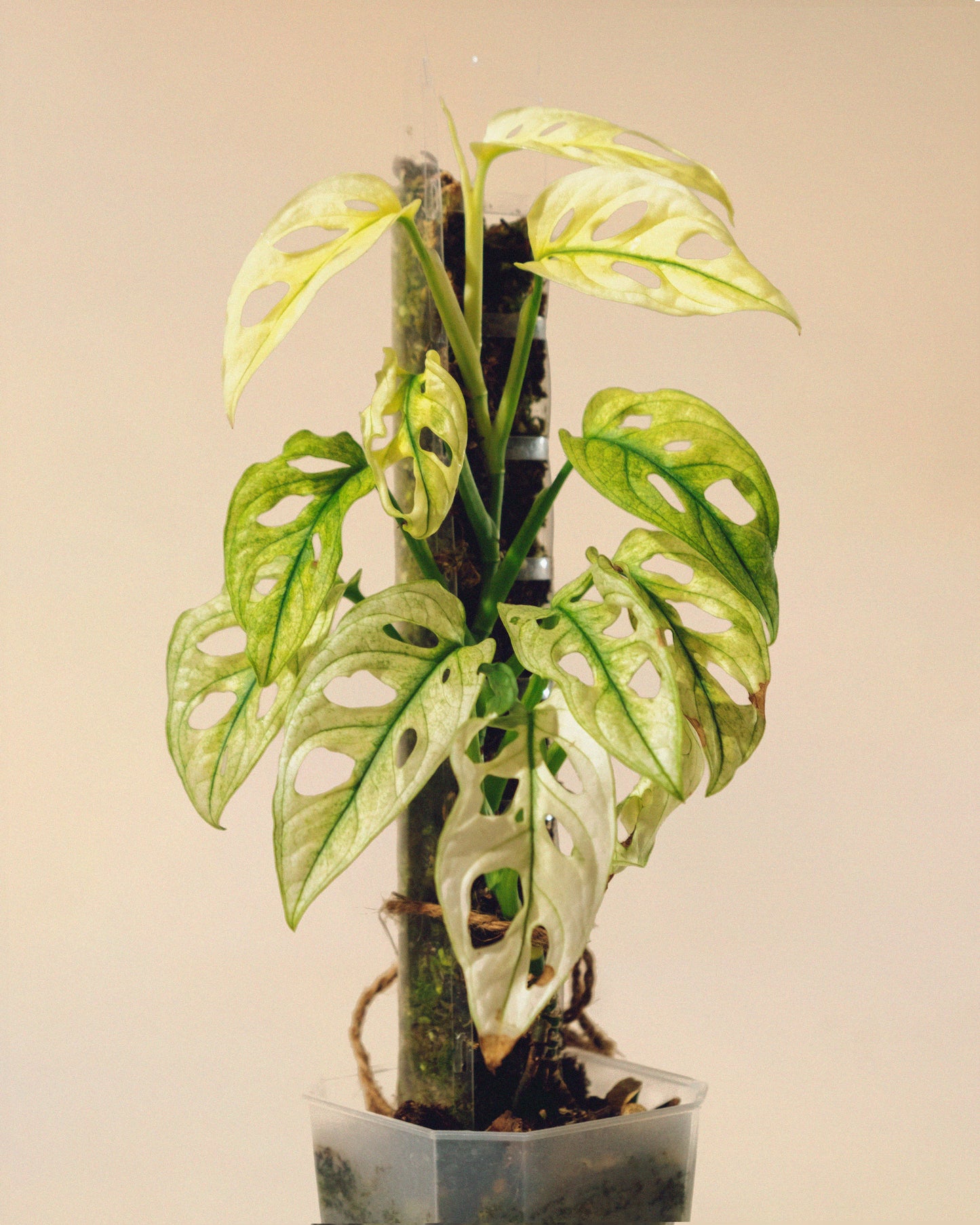 MONSTERA ADANSONII FULL MOON TUTOR