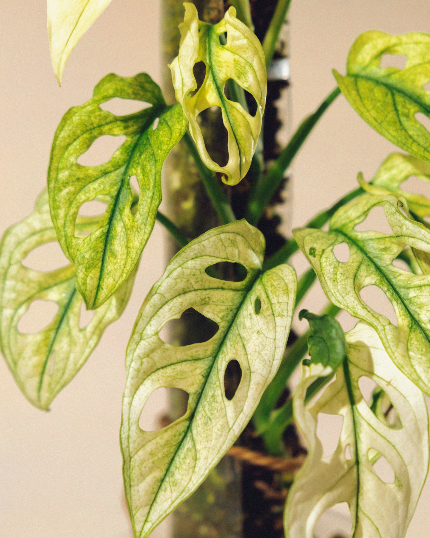 MONSTERA ADANSONII FULL MOON TUTOR