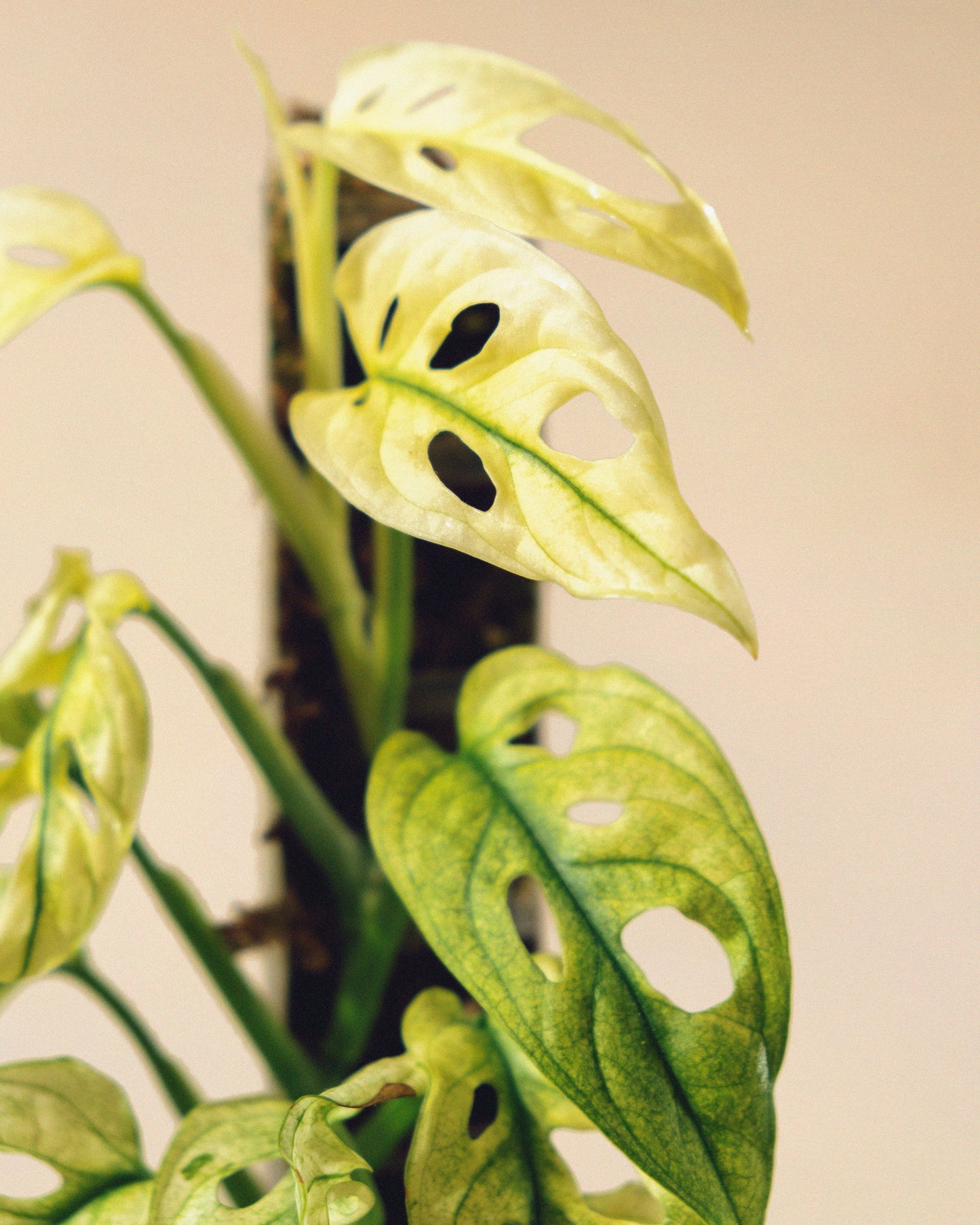 MONSTERA ADANSONII FULL MOON TUTOR