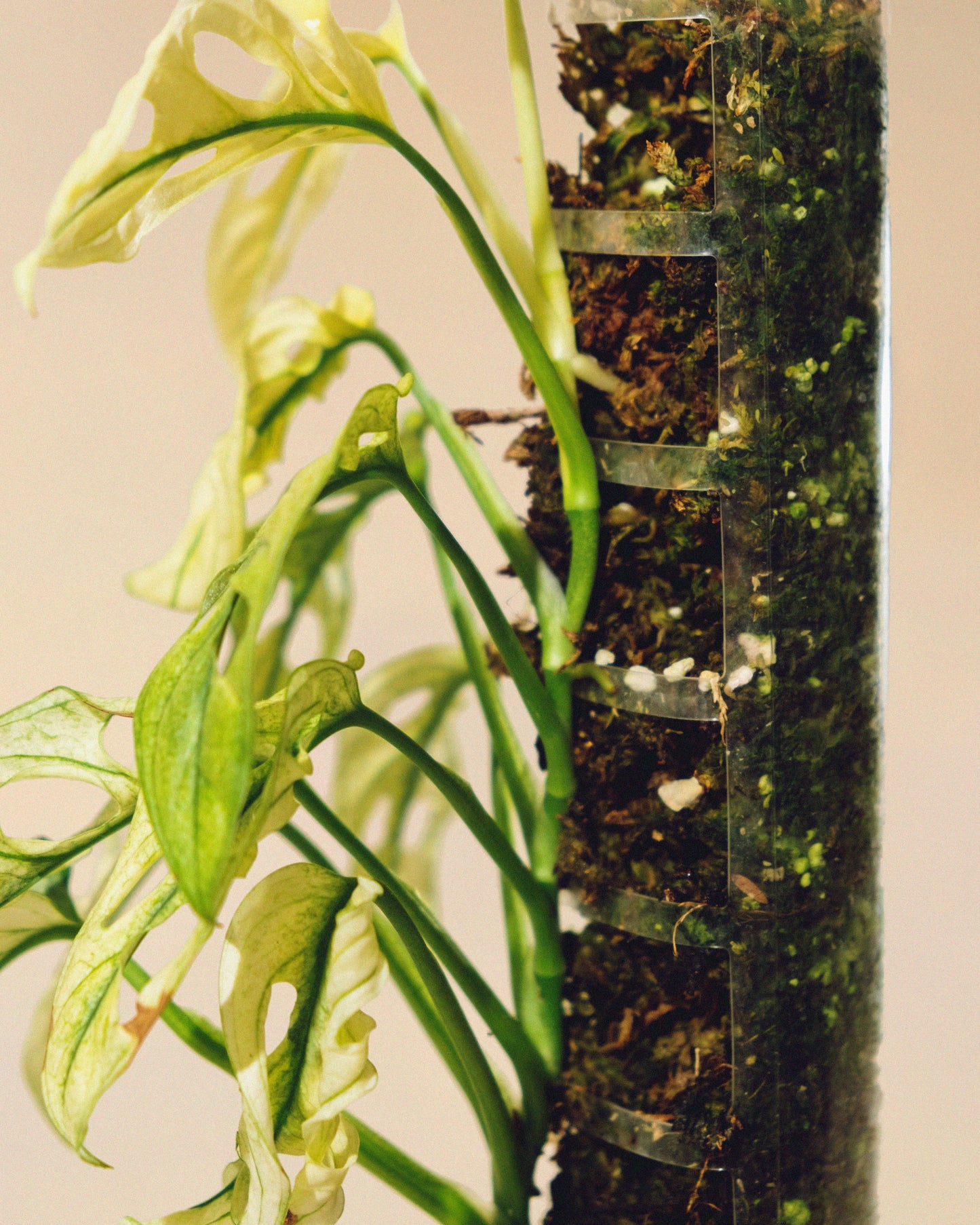 MONSTERA ADANSONII FULL MOON TUTOR