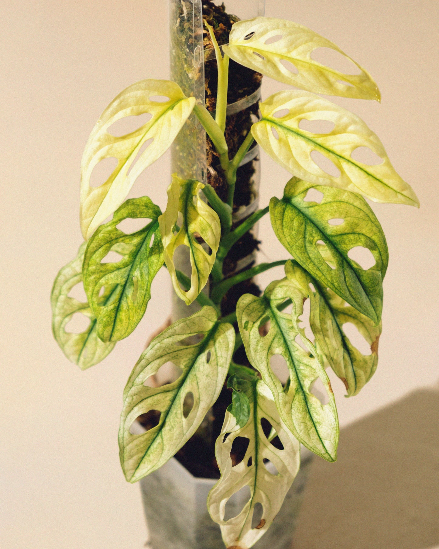 MONSTERA ADANSONII FULL MOON TUTOR