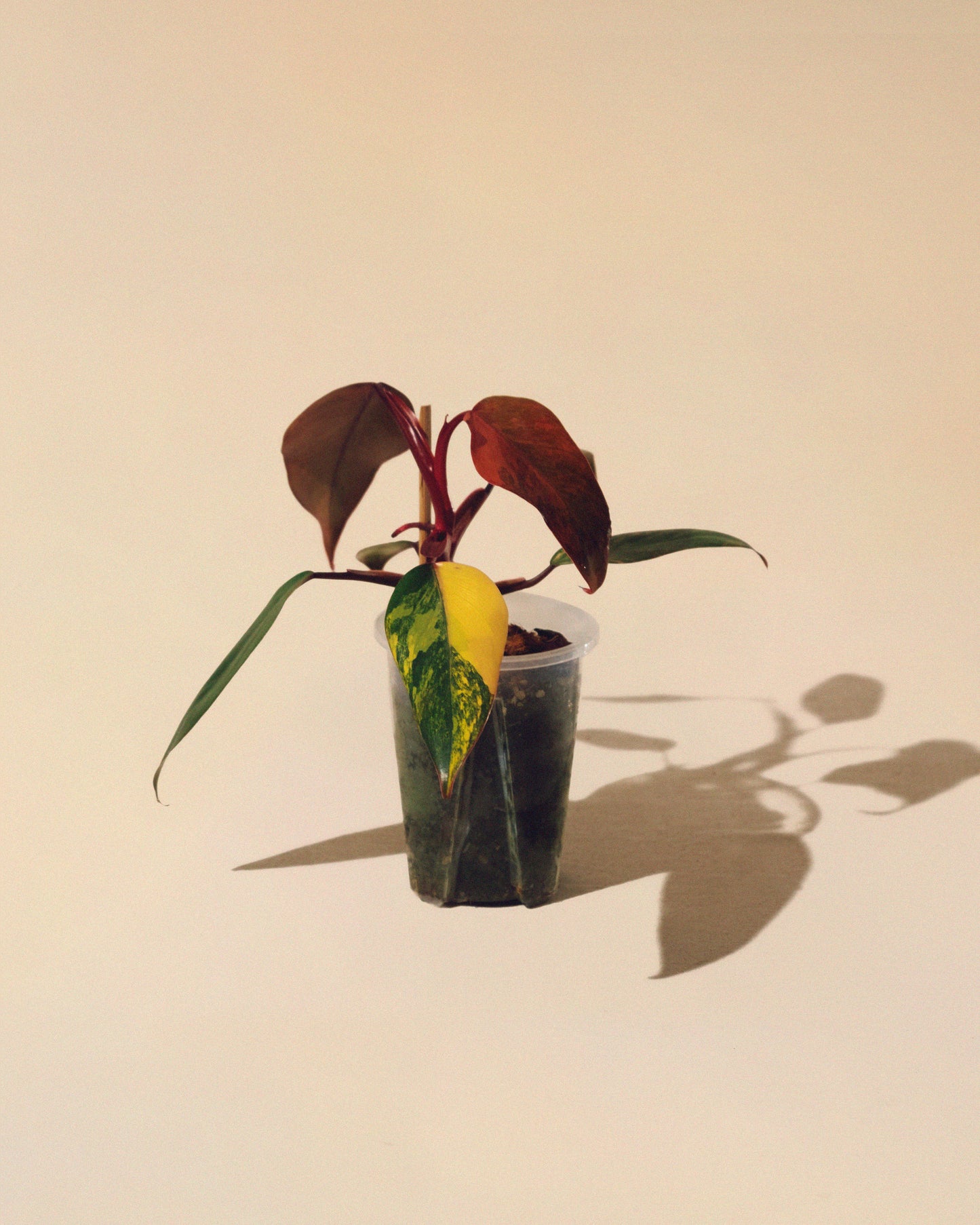 PHILODENDRON STRAWBERRY SHAKE 02