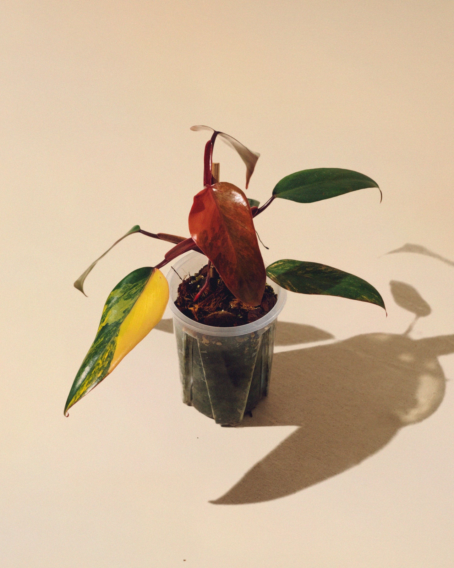 PHILODENDRON STRAWBERRY SHAKE 02