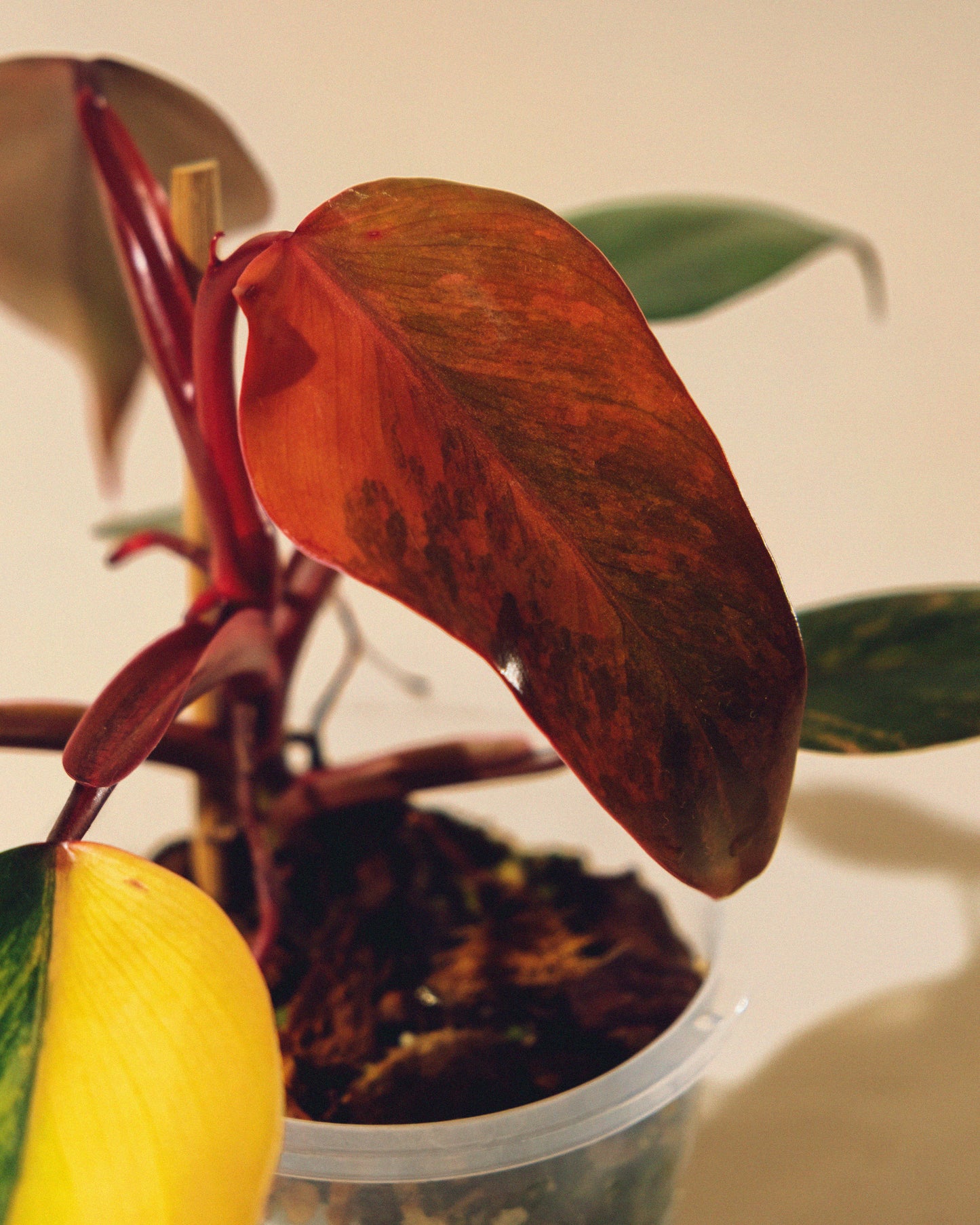 PHILODENDRON STRAWBERRY SHAKE 02