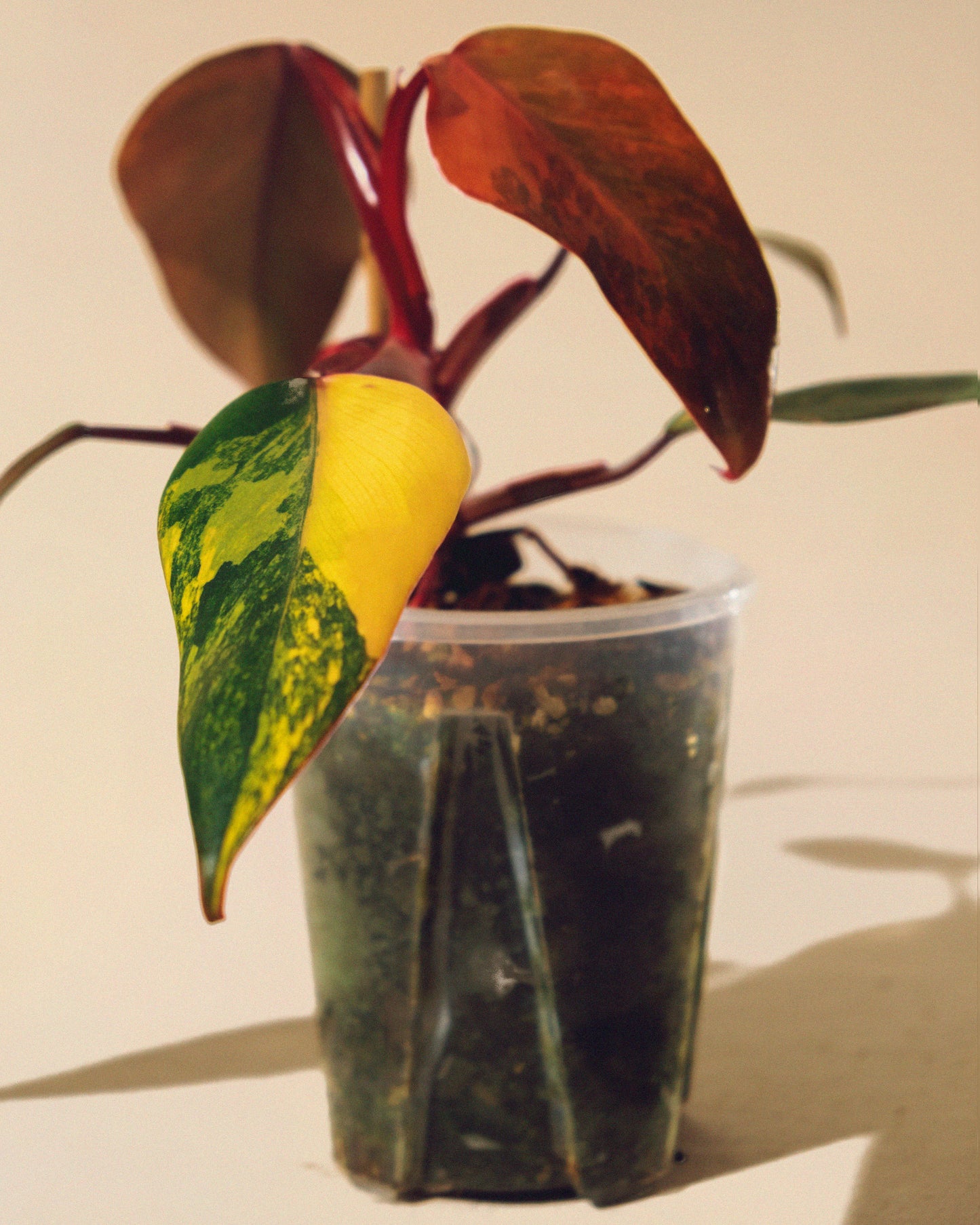 PHILODENDRON STRAWBERRY SHAKE 02