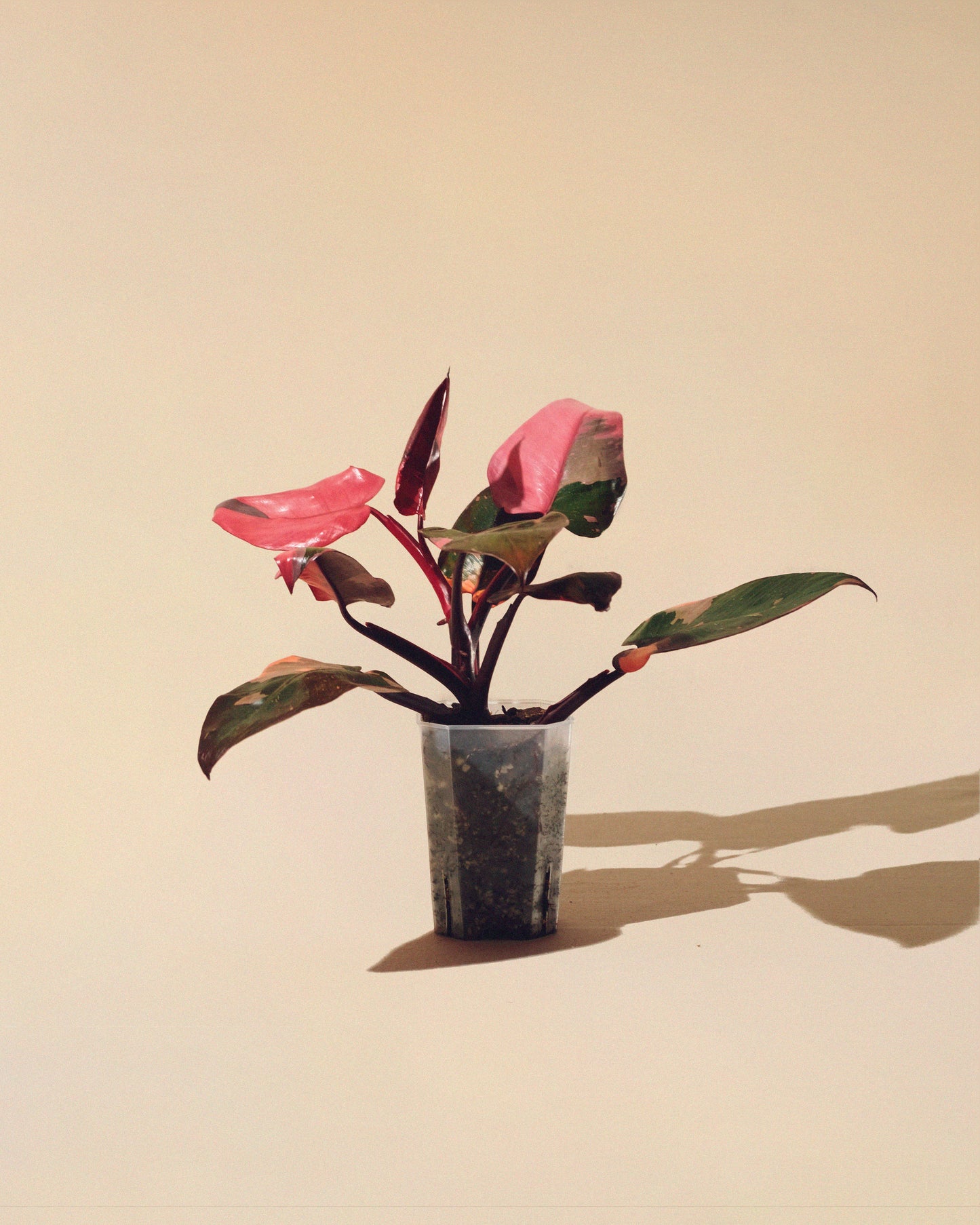 PHILODENDRON PINK PRINCESS MARBLE