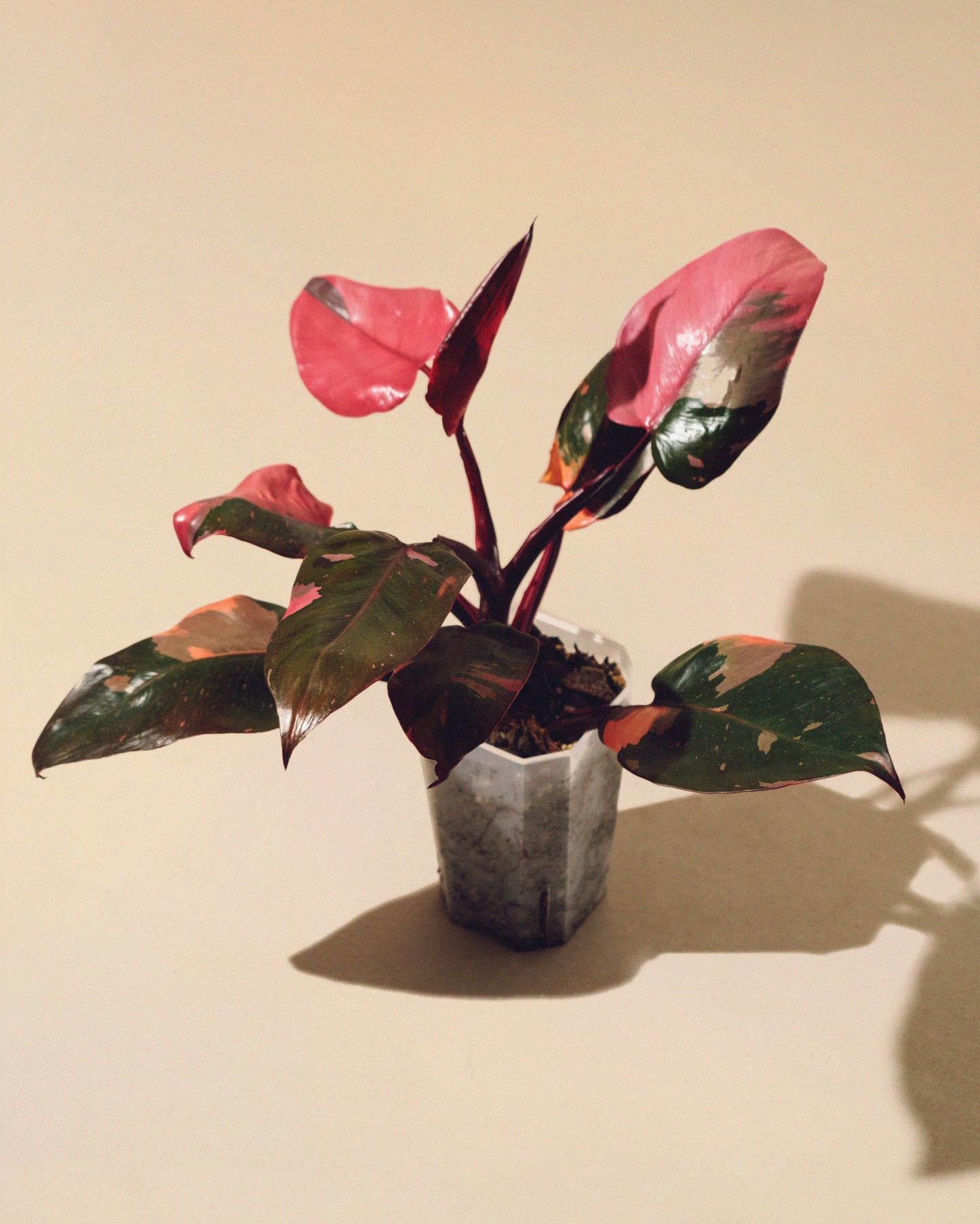 PHILODENDRON PINK PRINCESS MARBLE